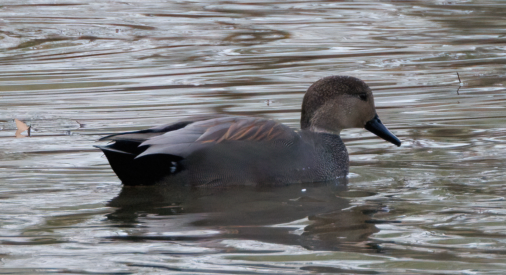 Gadwall