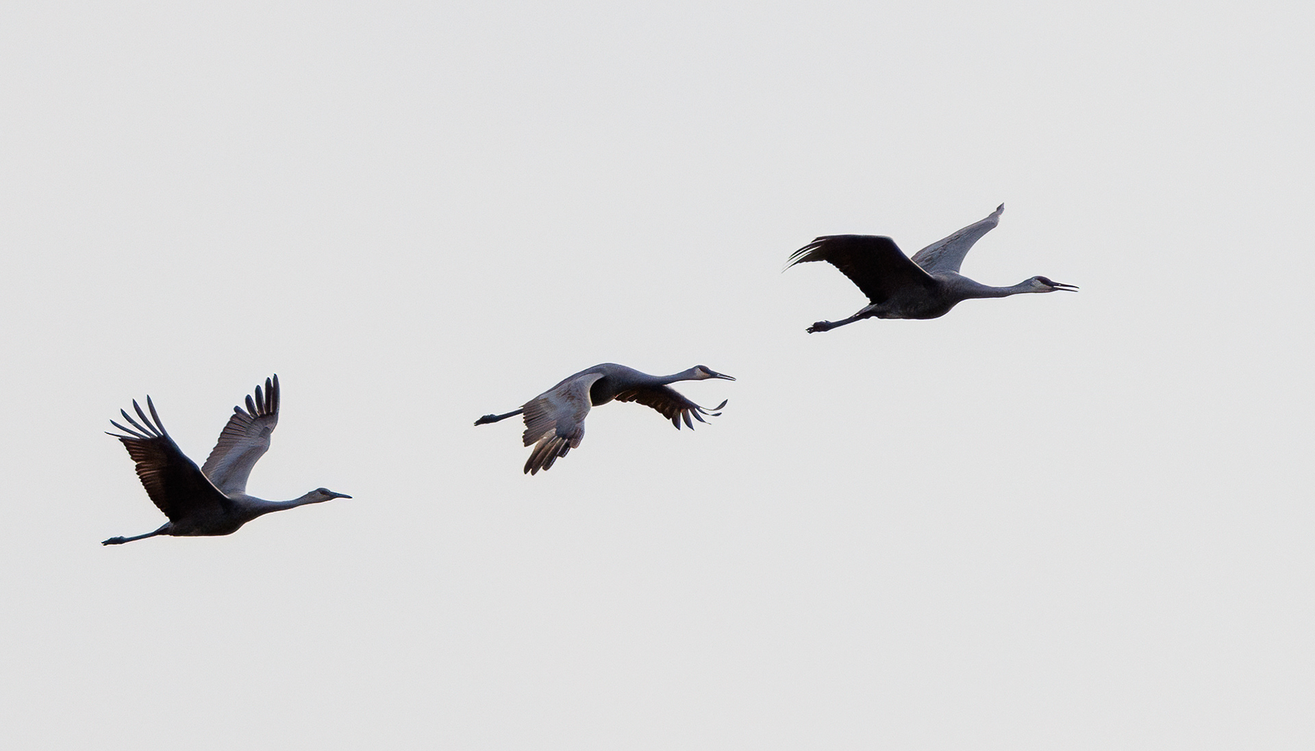 Sandhill Crane
