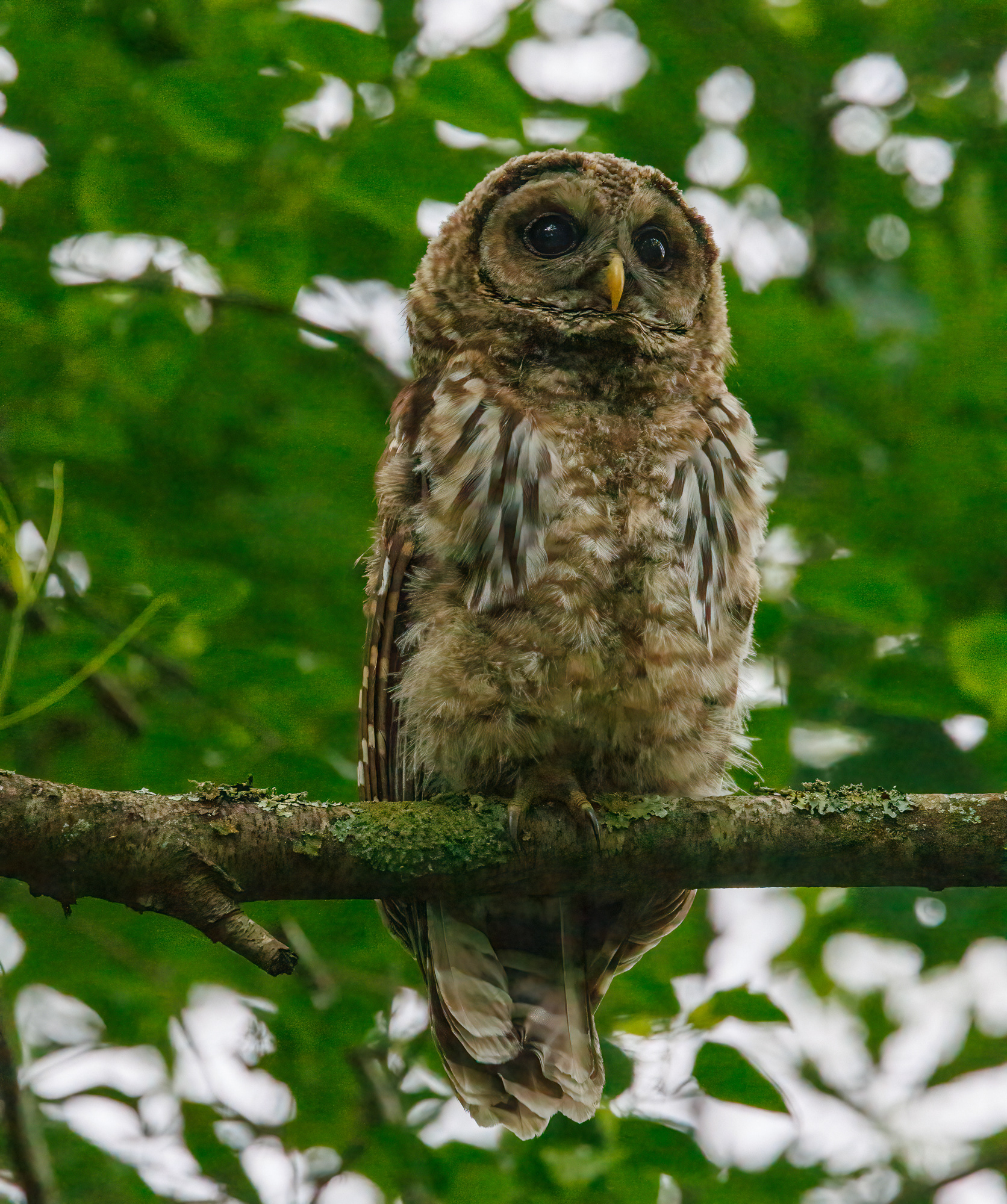 Barred Owl