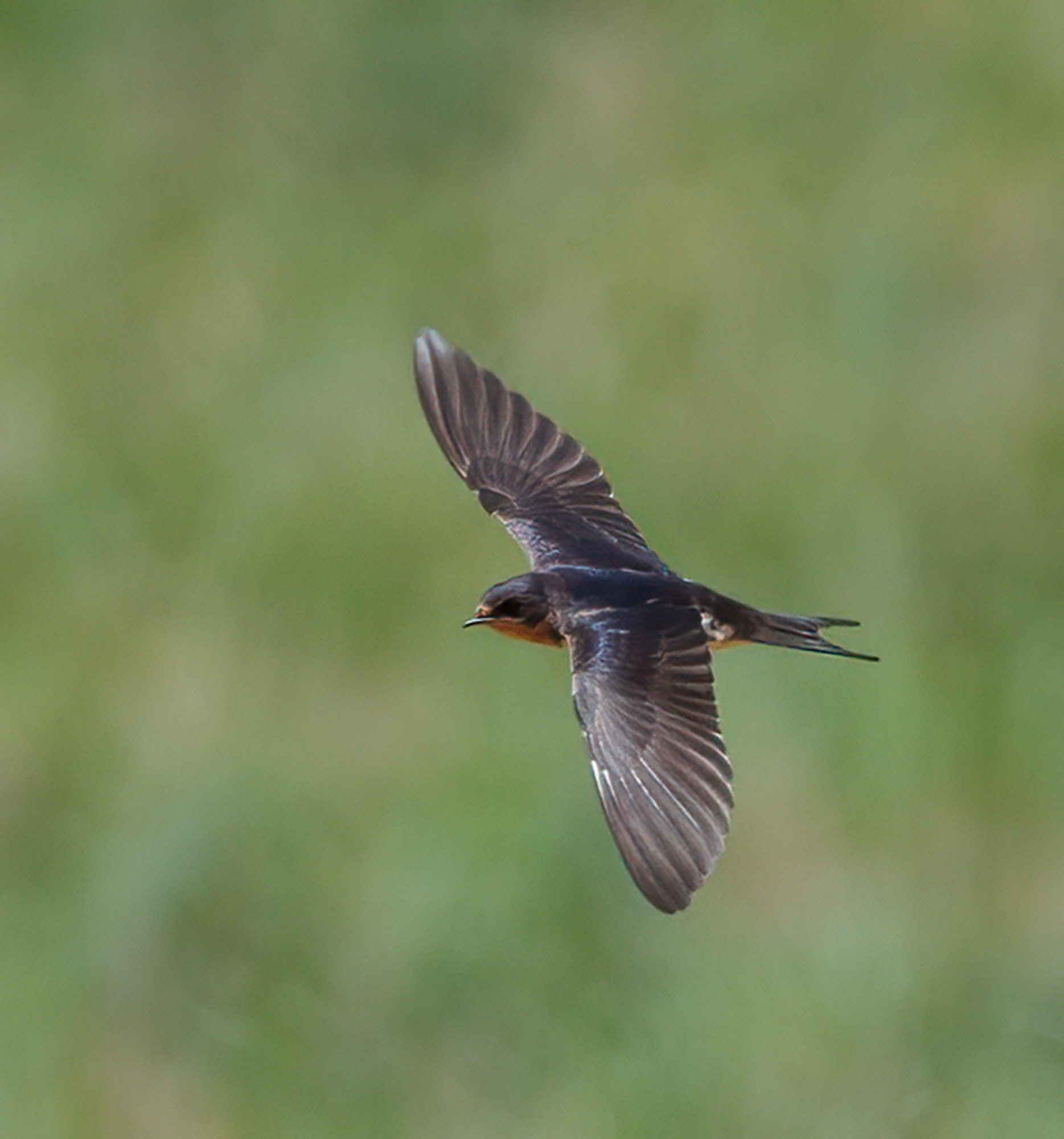 Barn Swallow