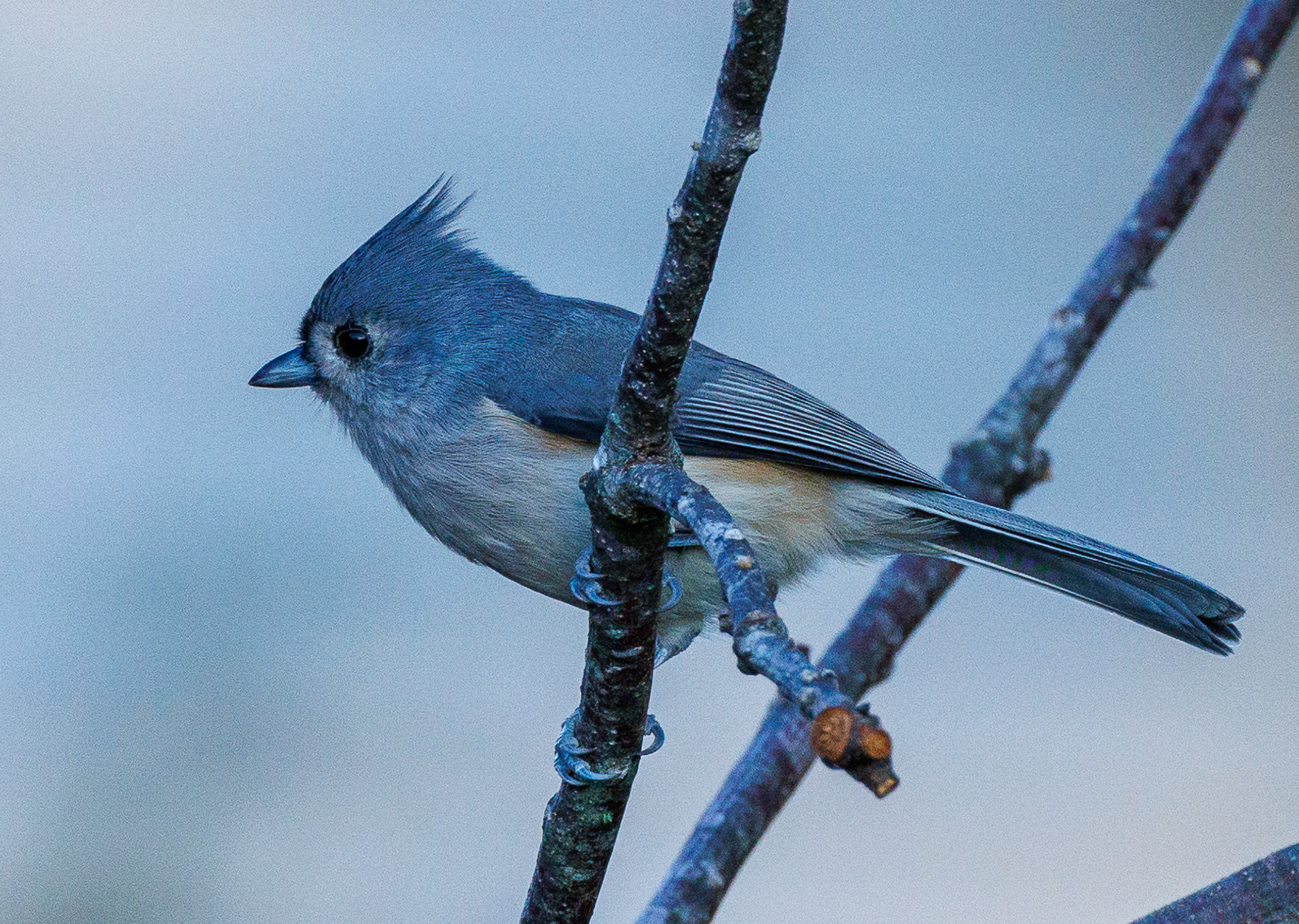 Tufted Titmouse