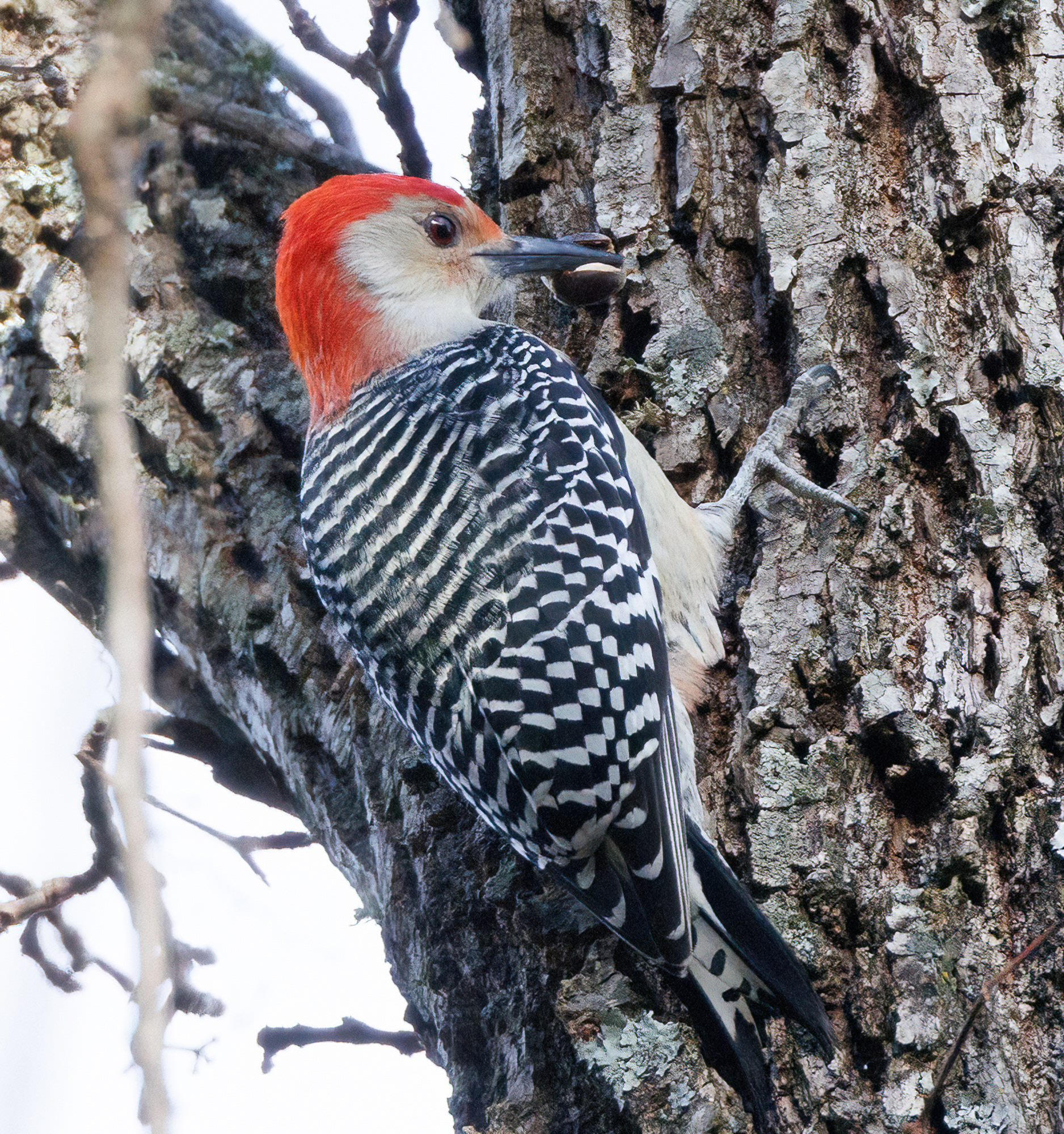 Red-bellied Woodpecker