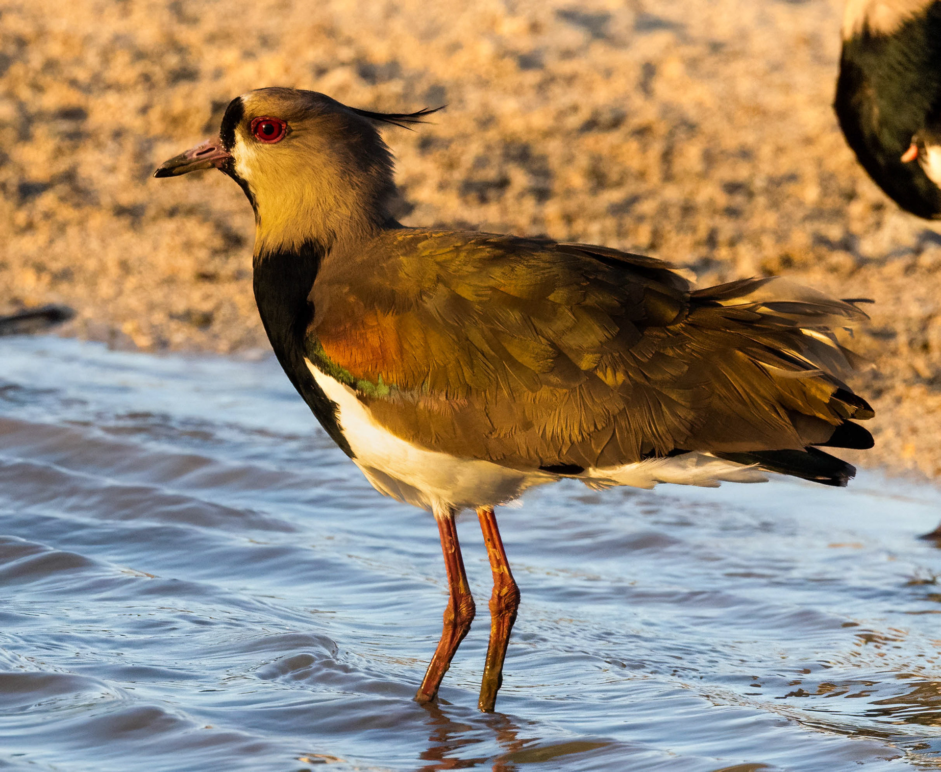 Southern Lapwing