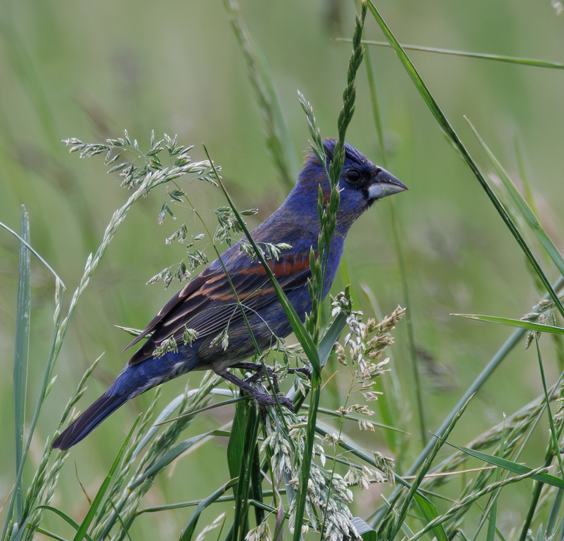 Blue Grosbeak