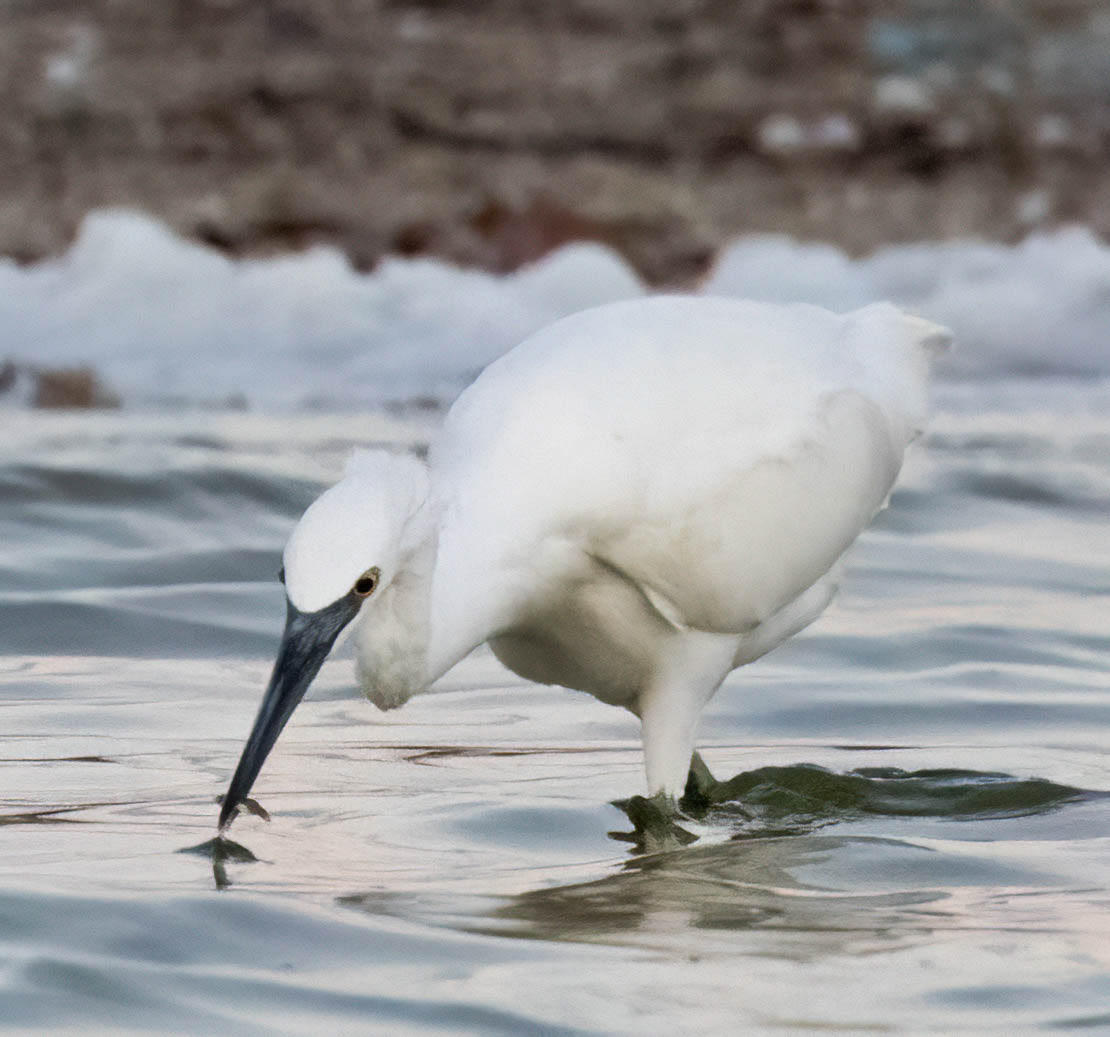 Little Egret
