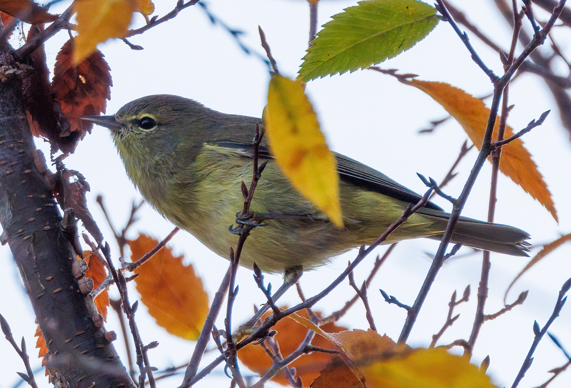 Orange-crowned Warbler