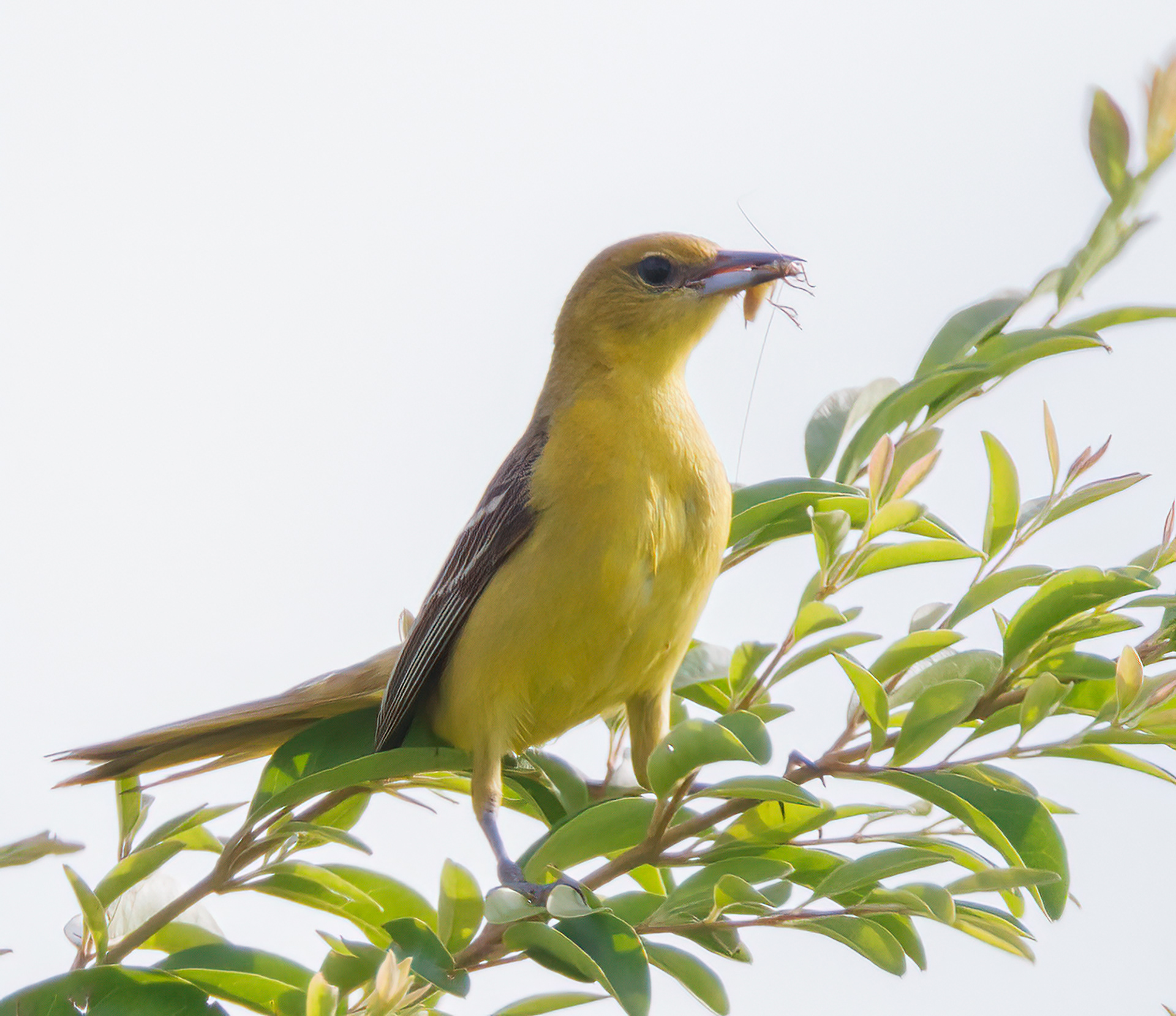 Orchard Oriole (female)