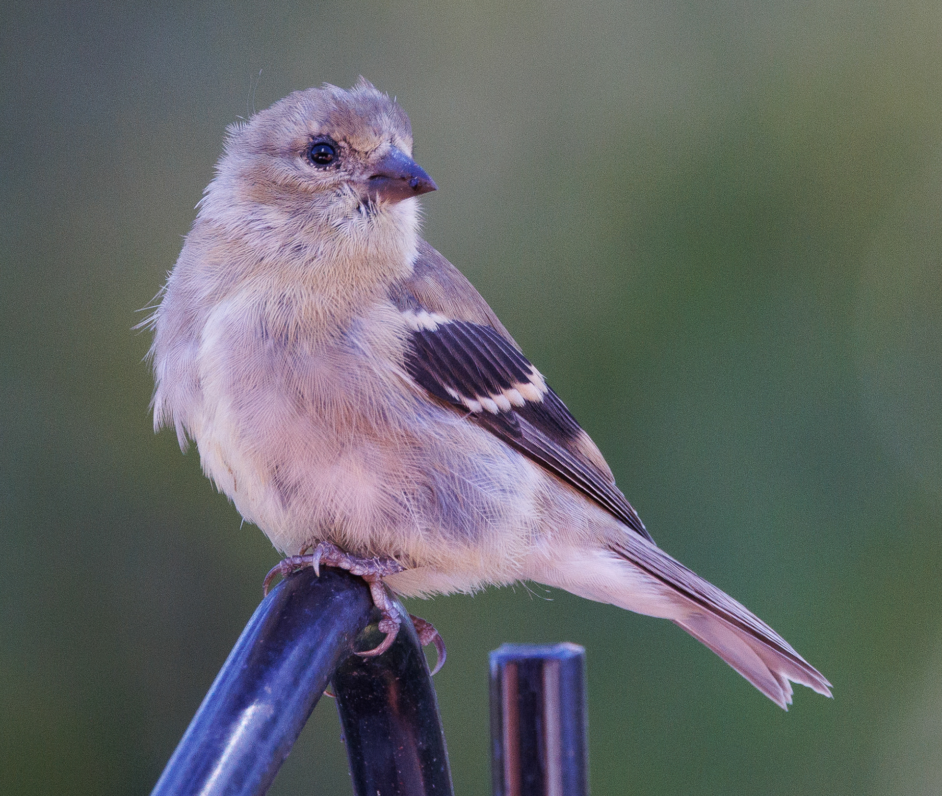 Lesser Goldfinch