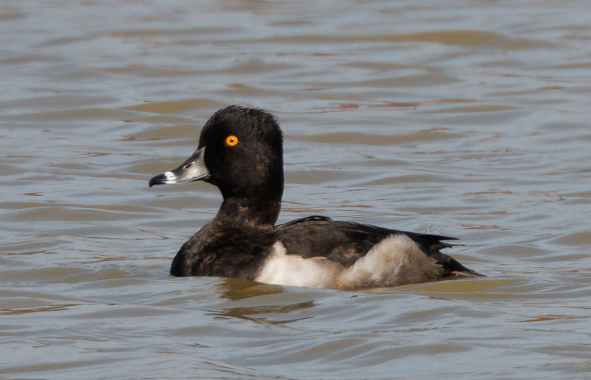 Ring-necked Duck