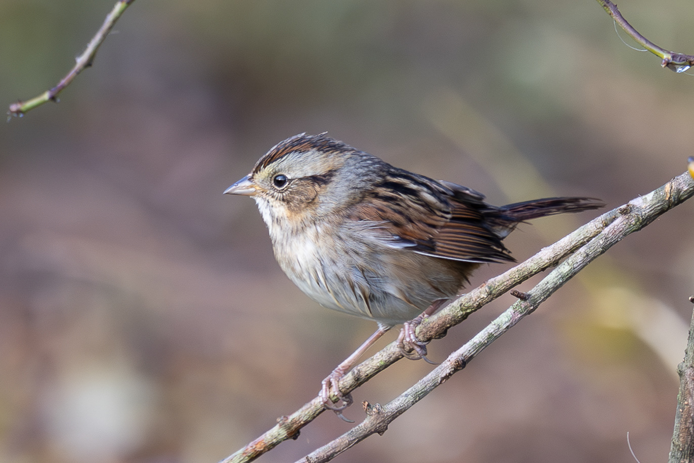 Swamp Sparrow