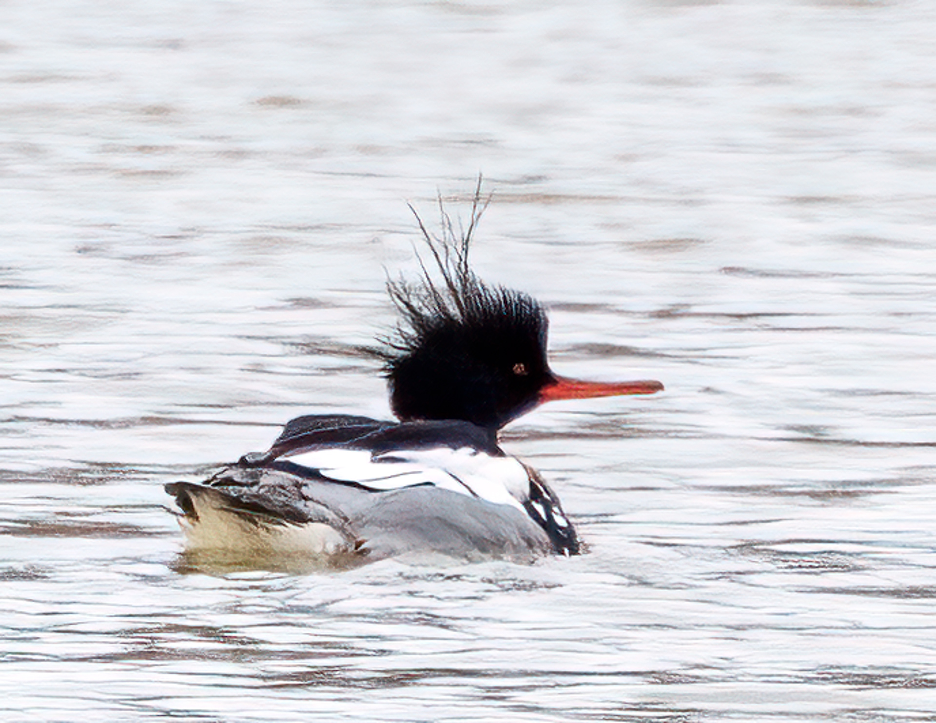 Red-breasted Merganser