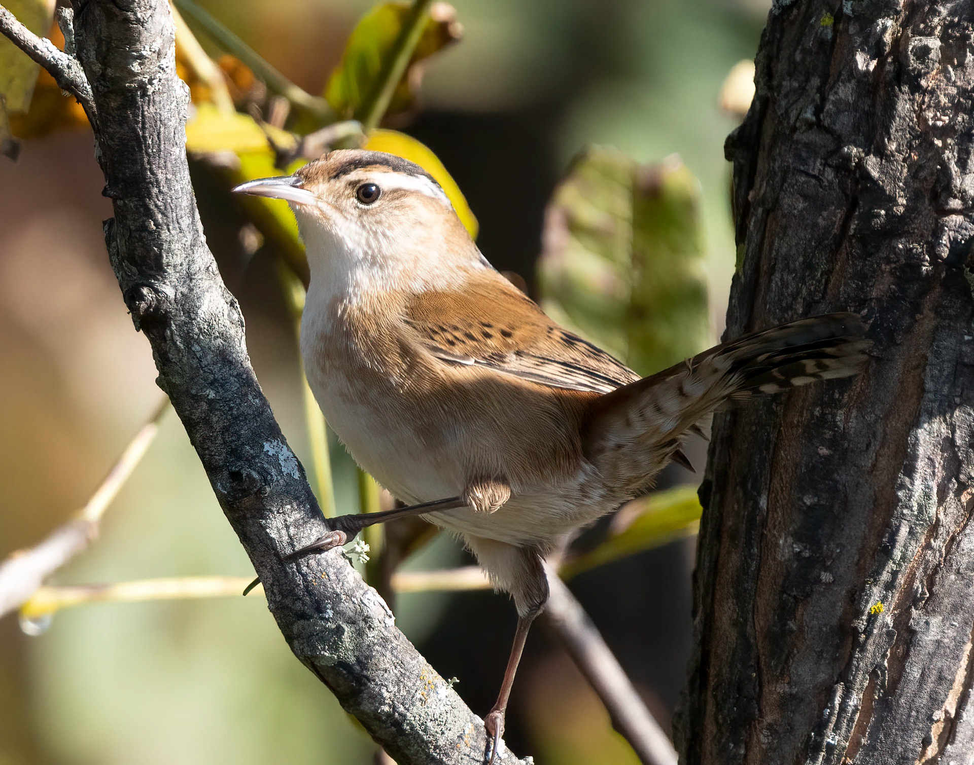 Marsh Wren