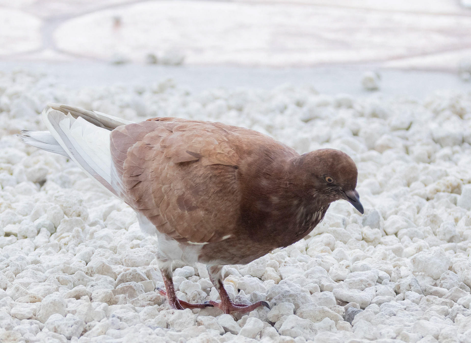 Rock Pigeon