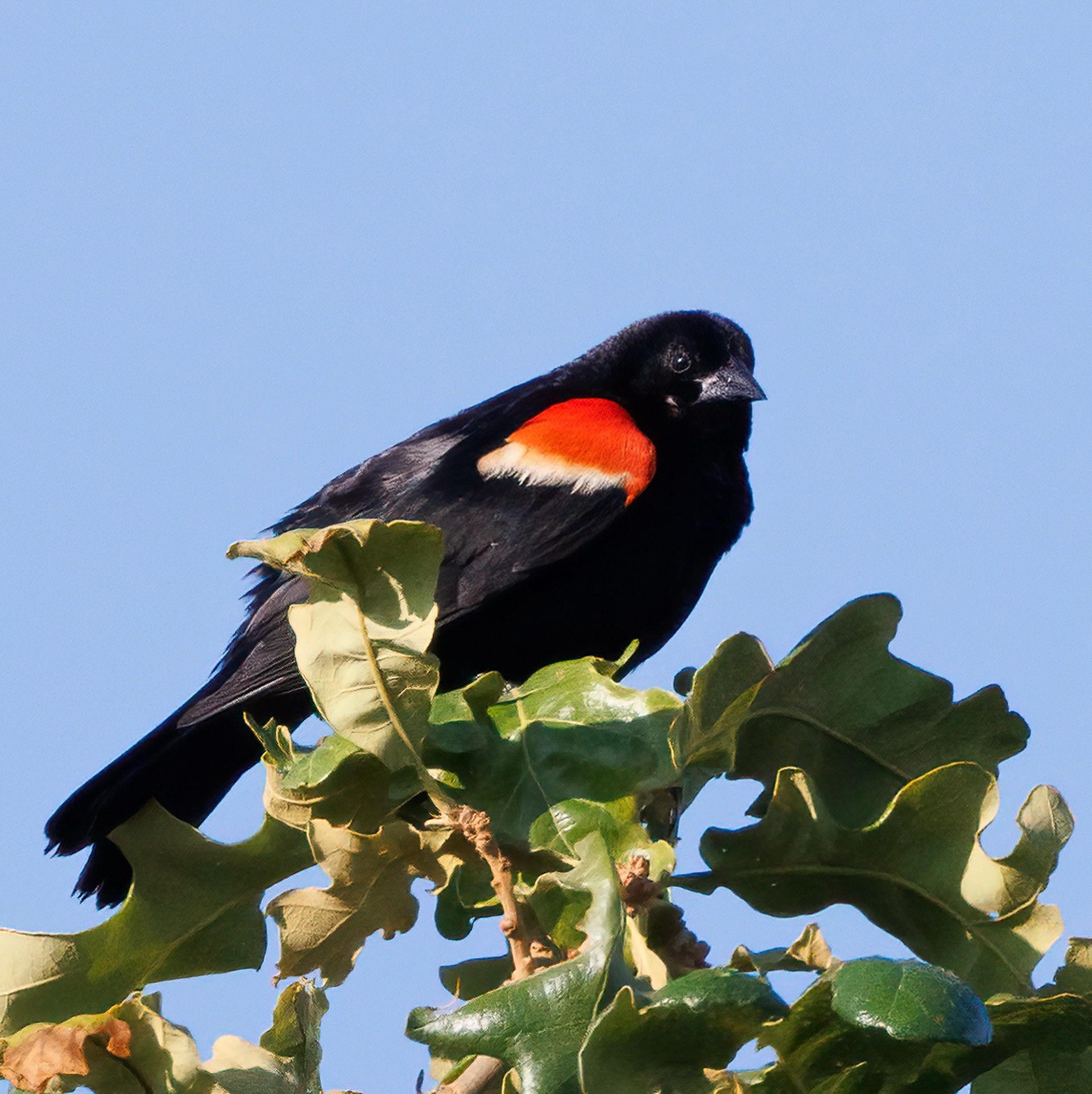 Red-winged Blackbird