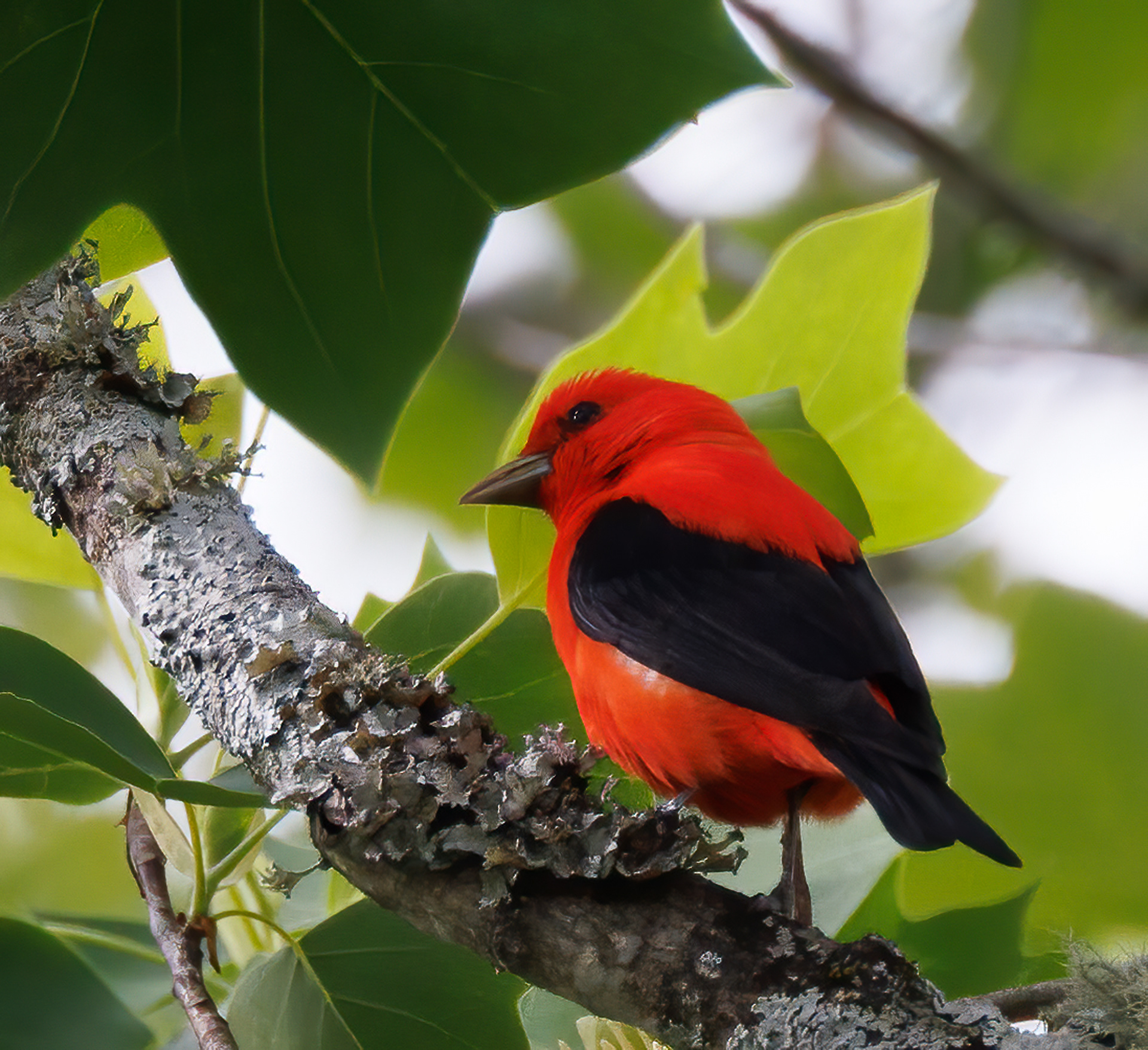 Scarlet Tanager