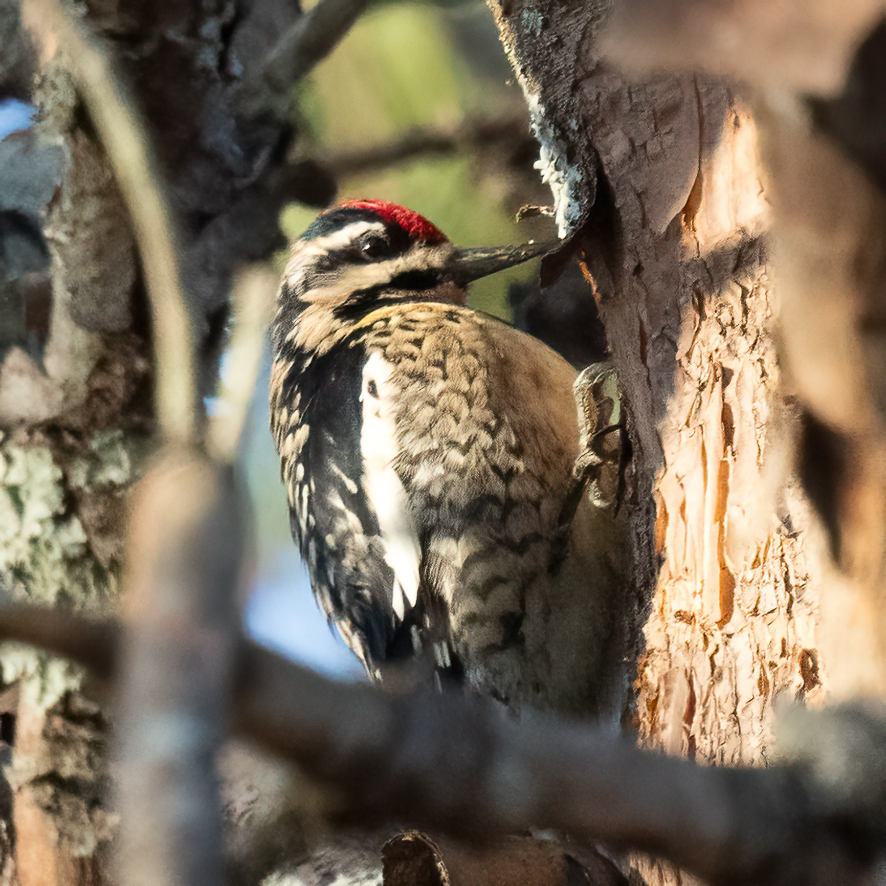 Yellow-bellied Sapsucker