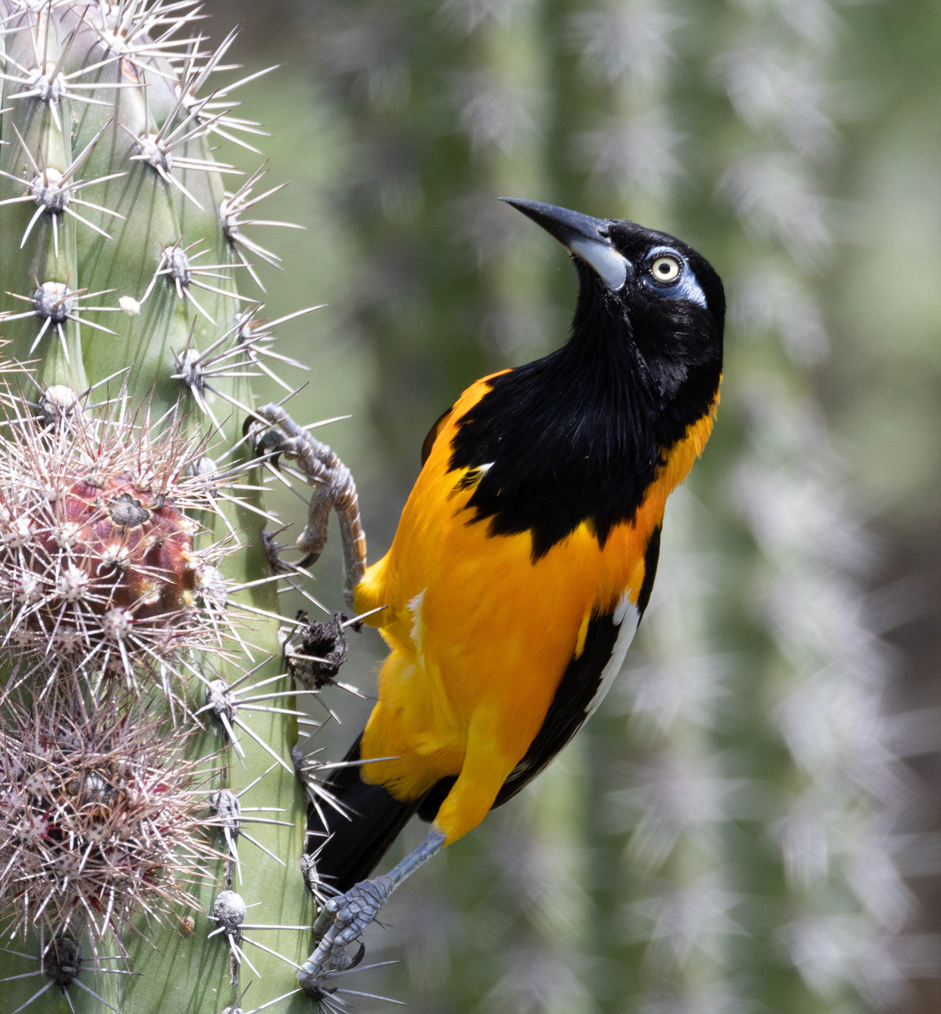 Venezuelan Troupial