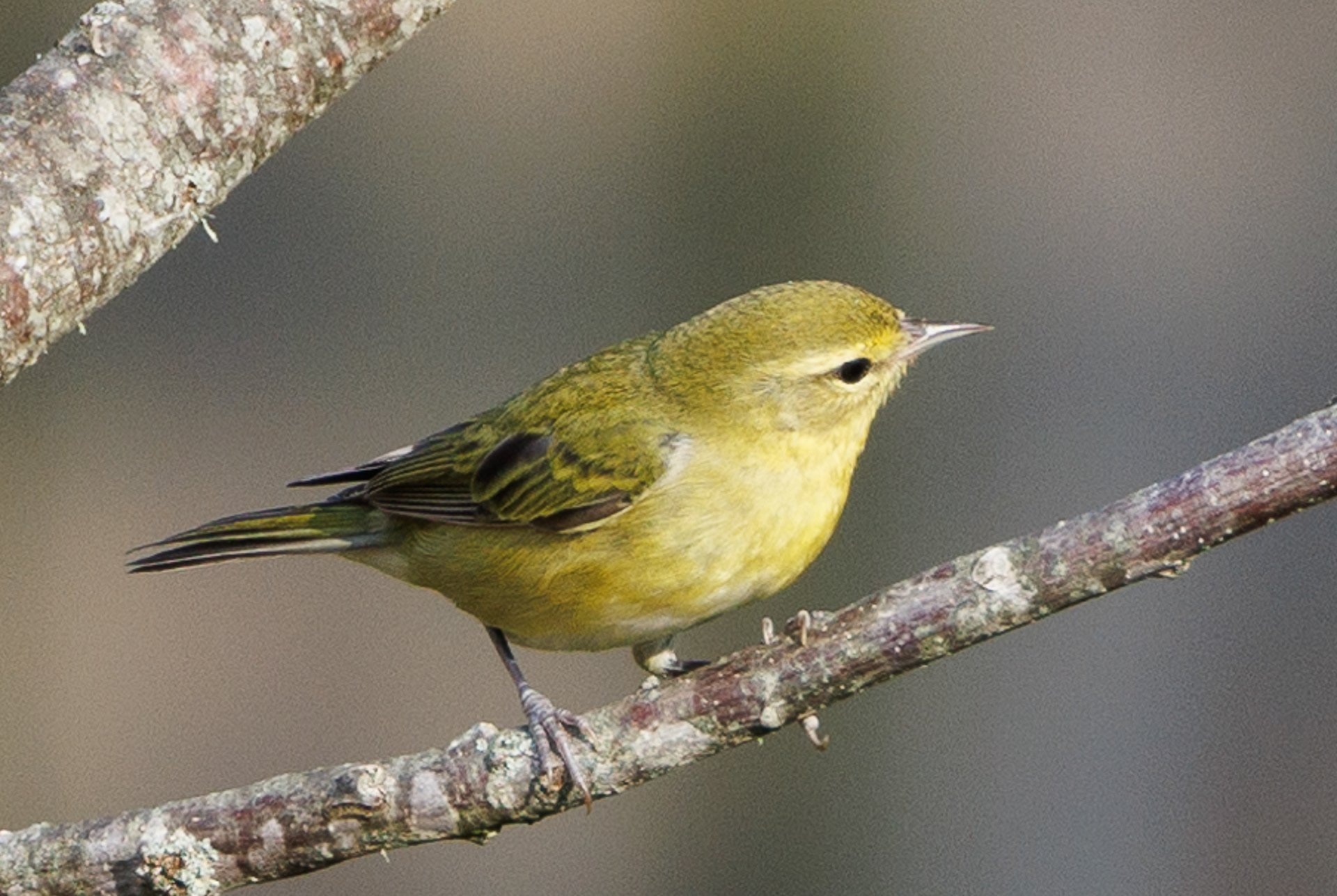 Tennessee Warbler