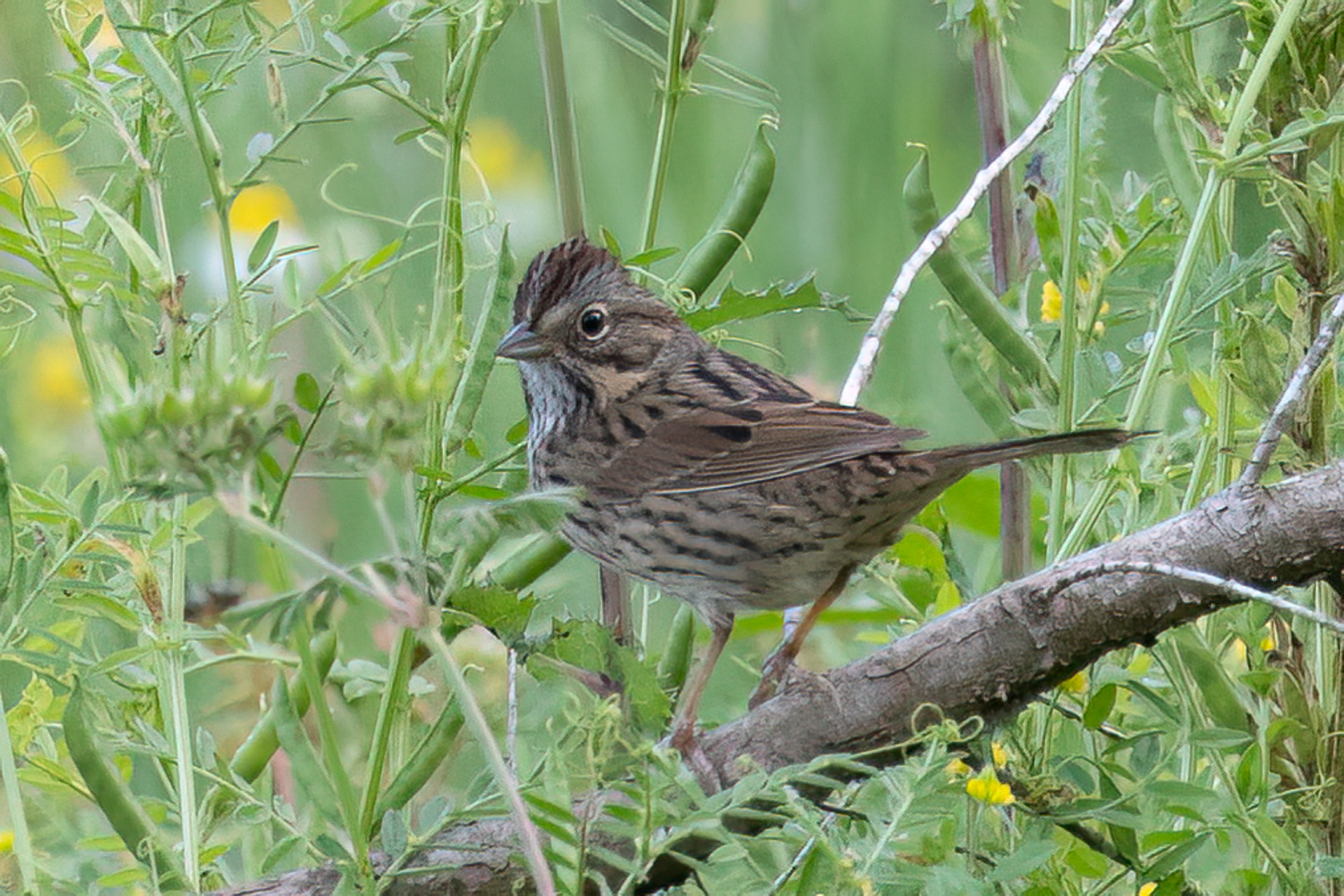 Lincoln's Sparrow