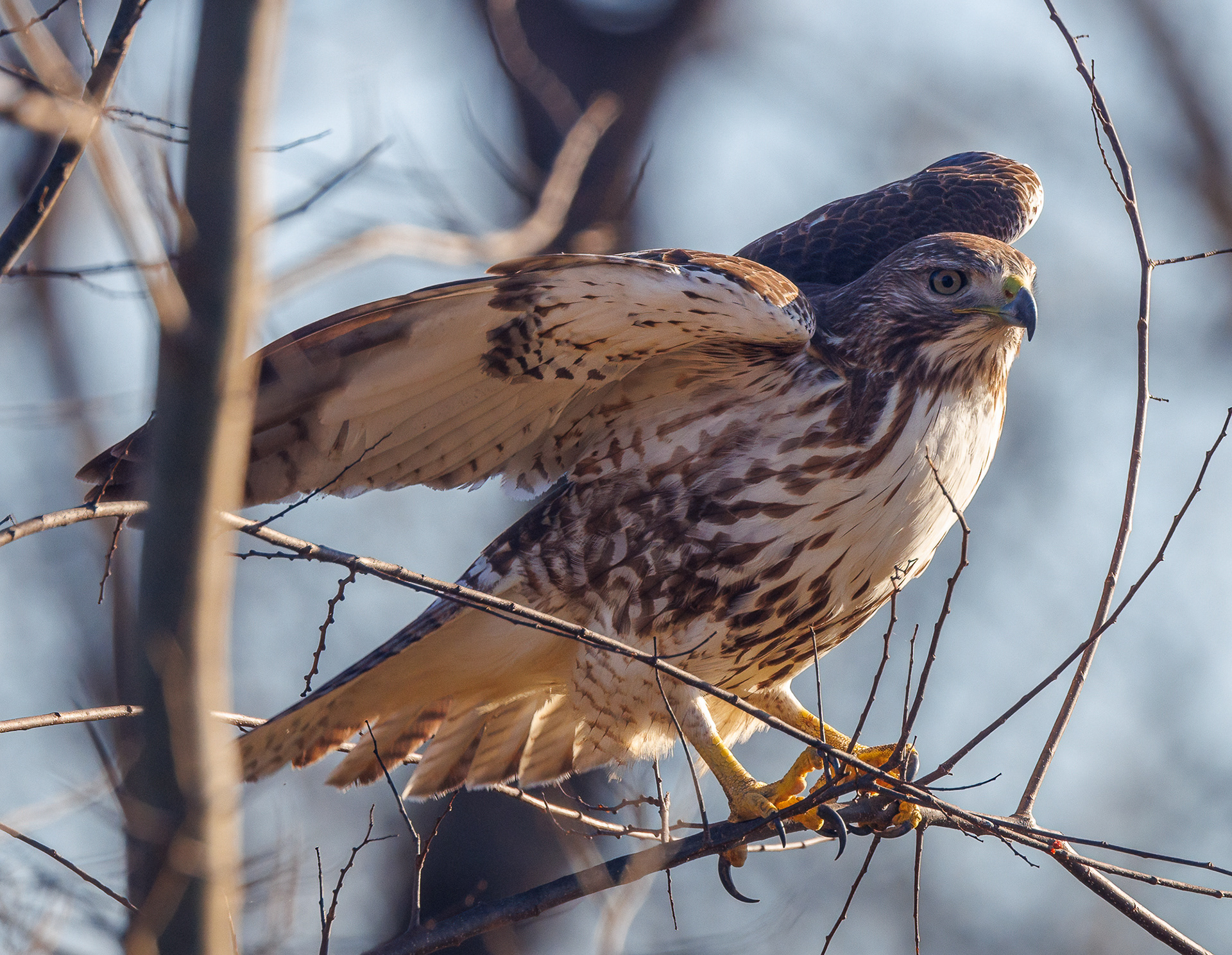 Red-tailed Hawk