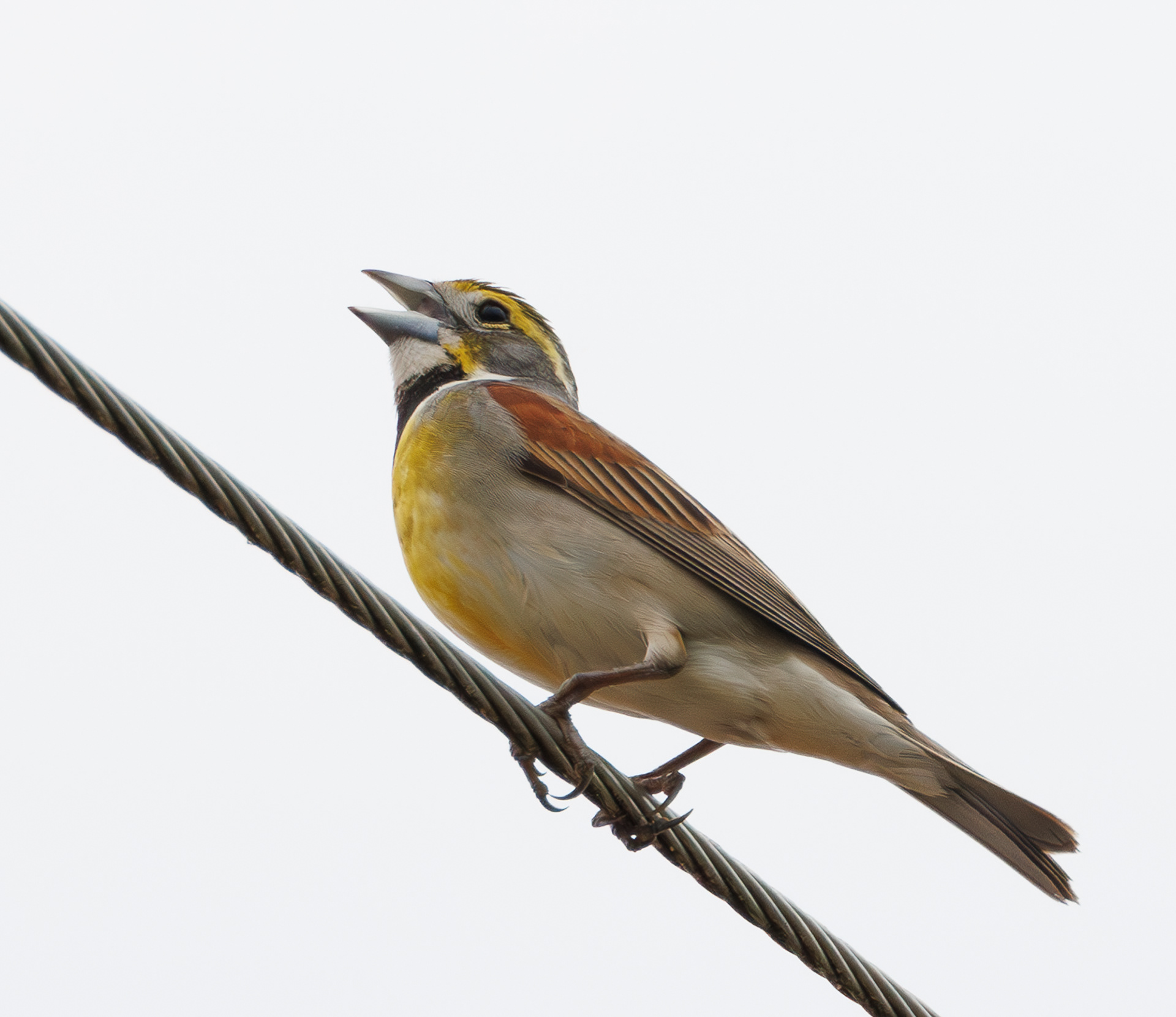 Dickcissel