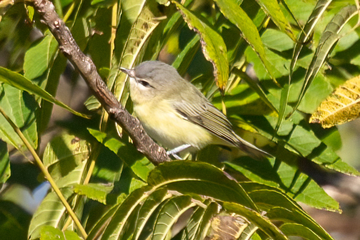 Philadelphia Vireo