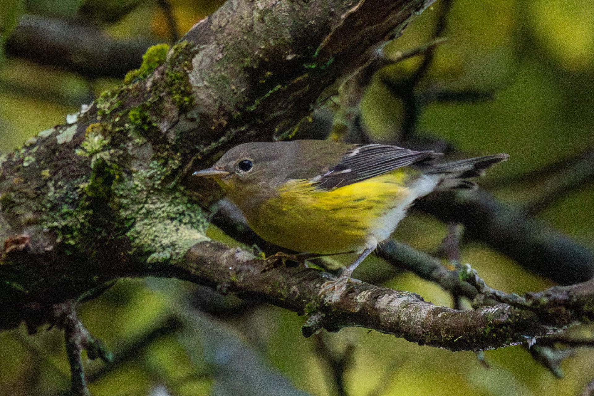 Magnolia Warbler