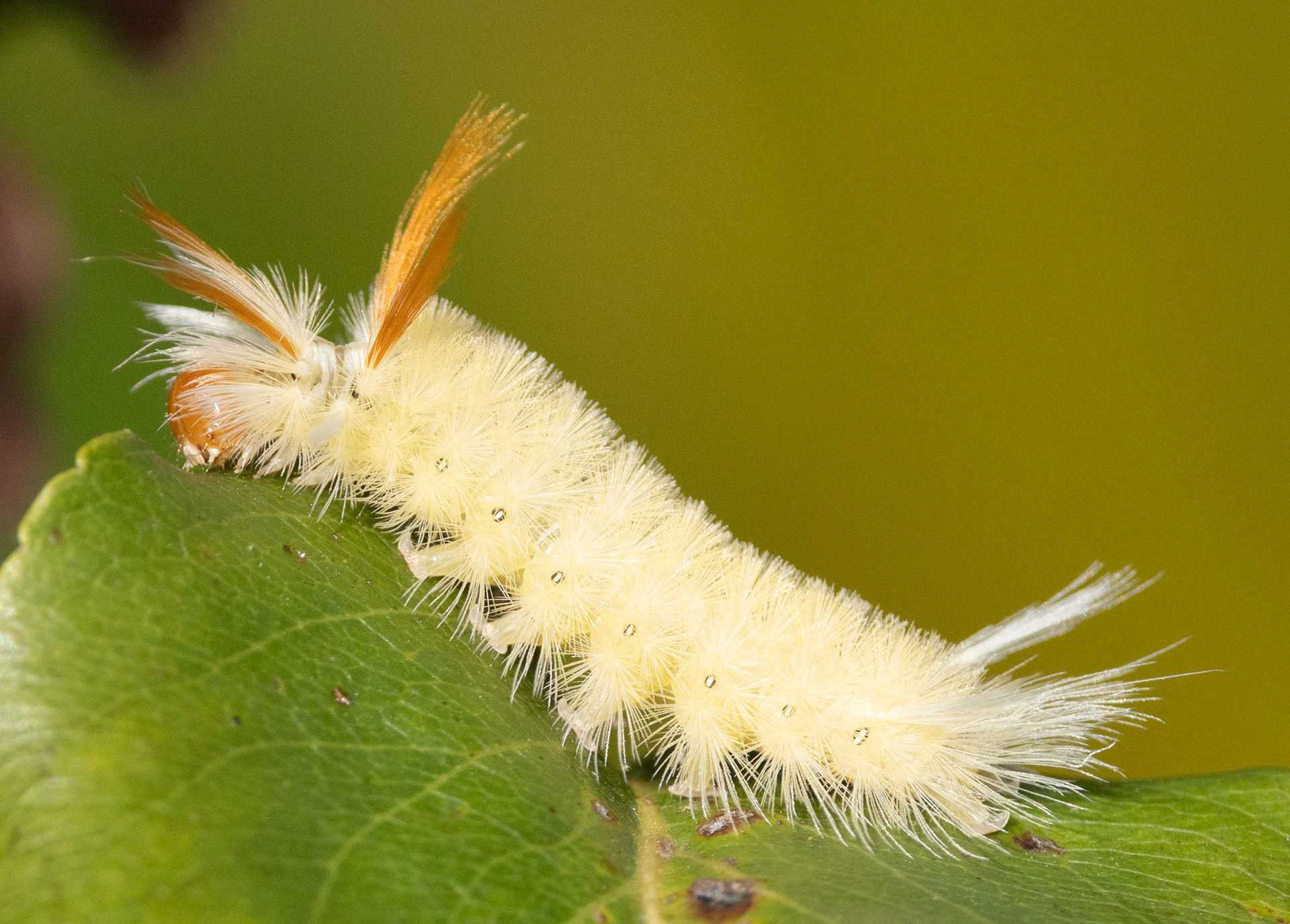 Sycamore Tussock Moth
