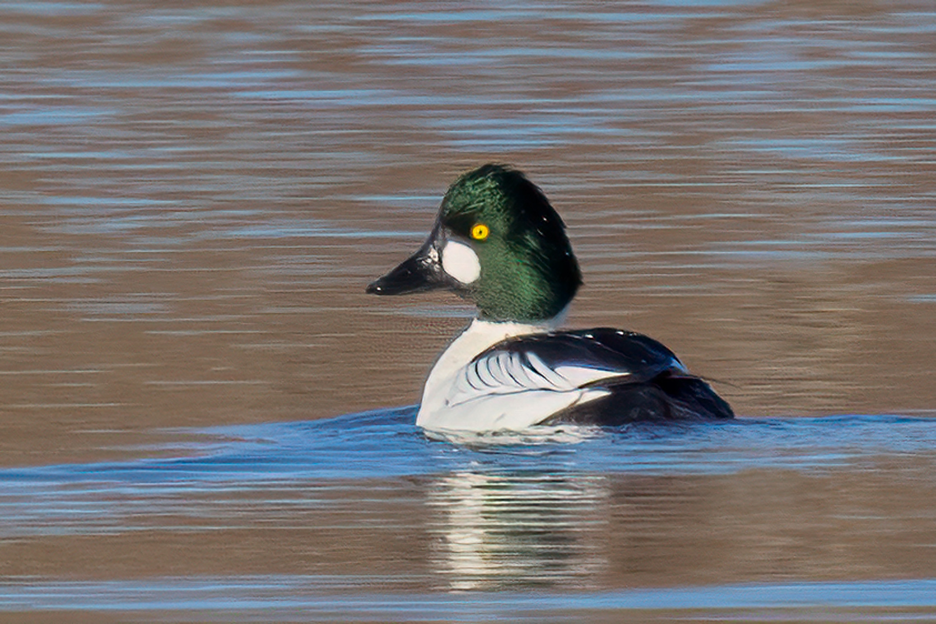 Common Goldeneye