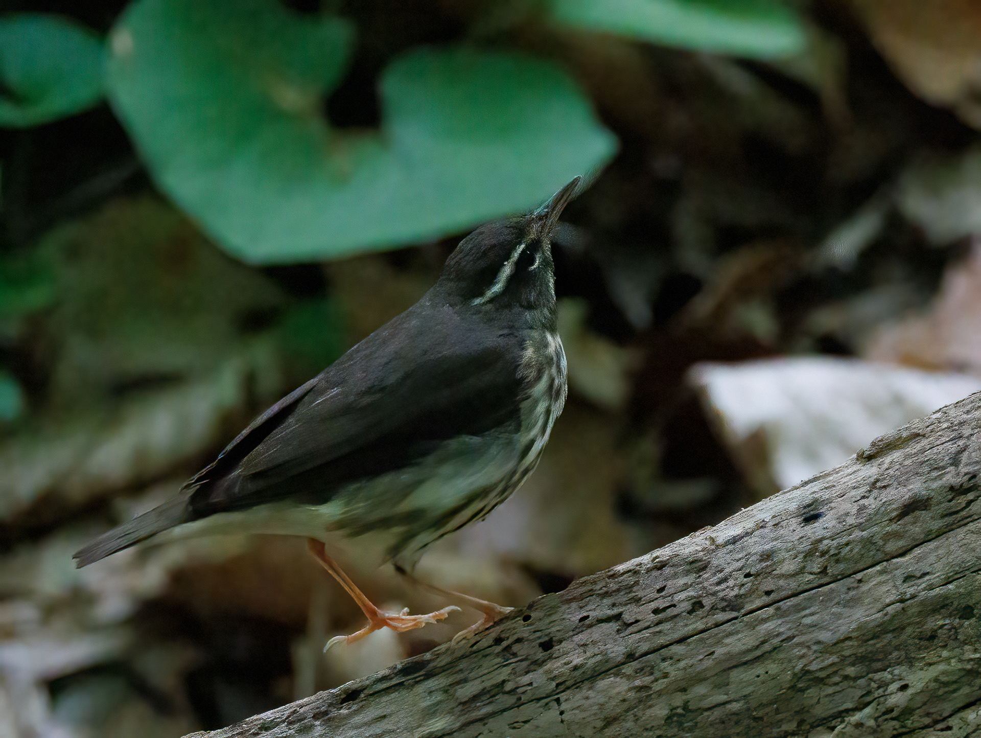 Louisiana Waterthrush