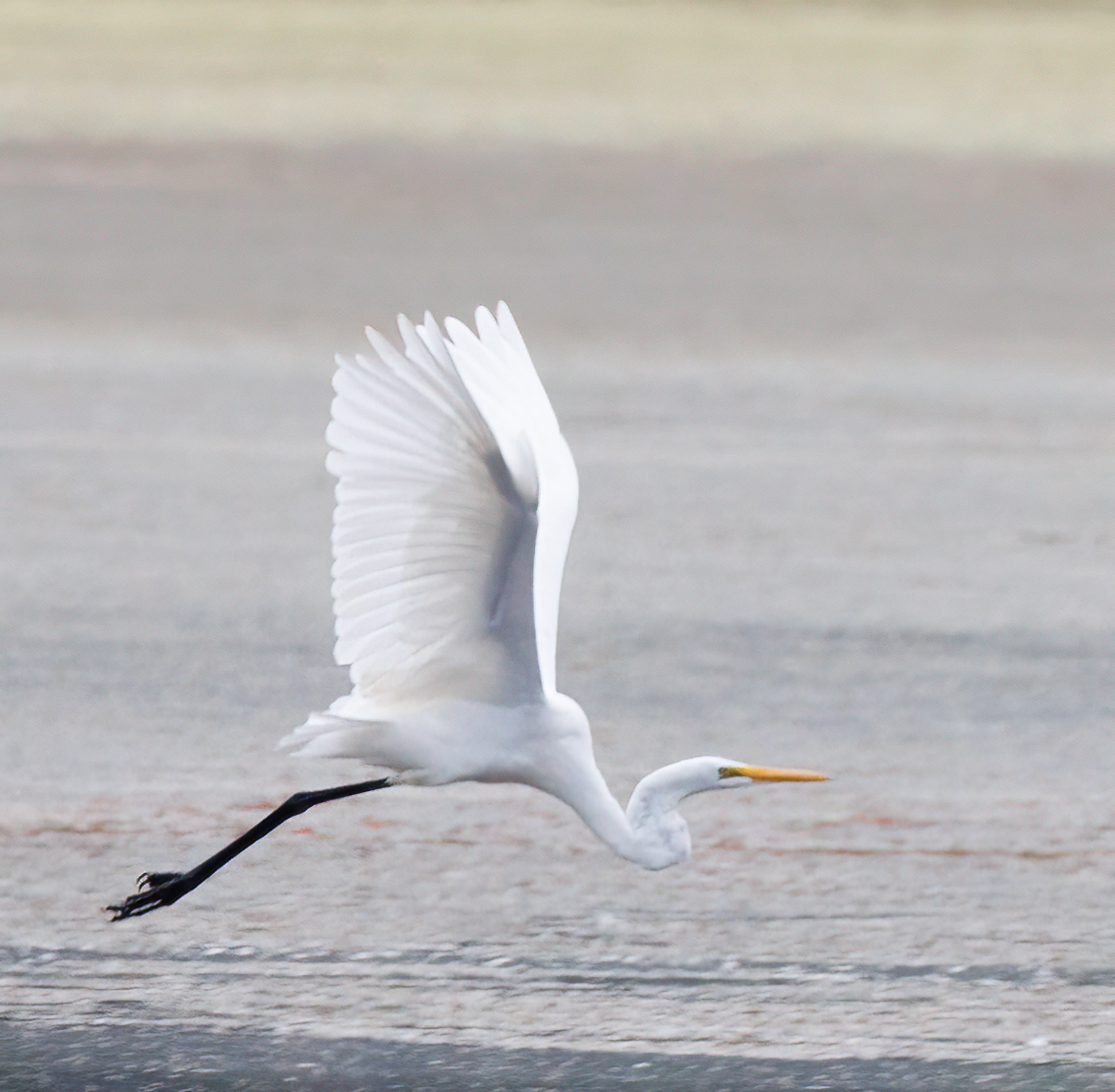 Great Egret