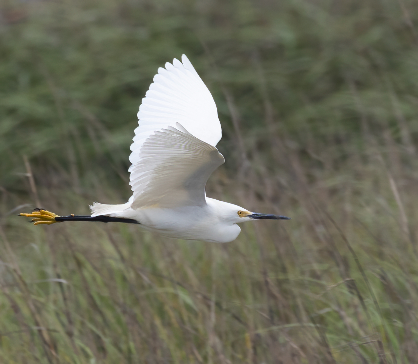 Snowy Egret