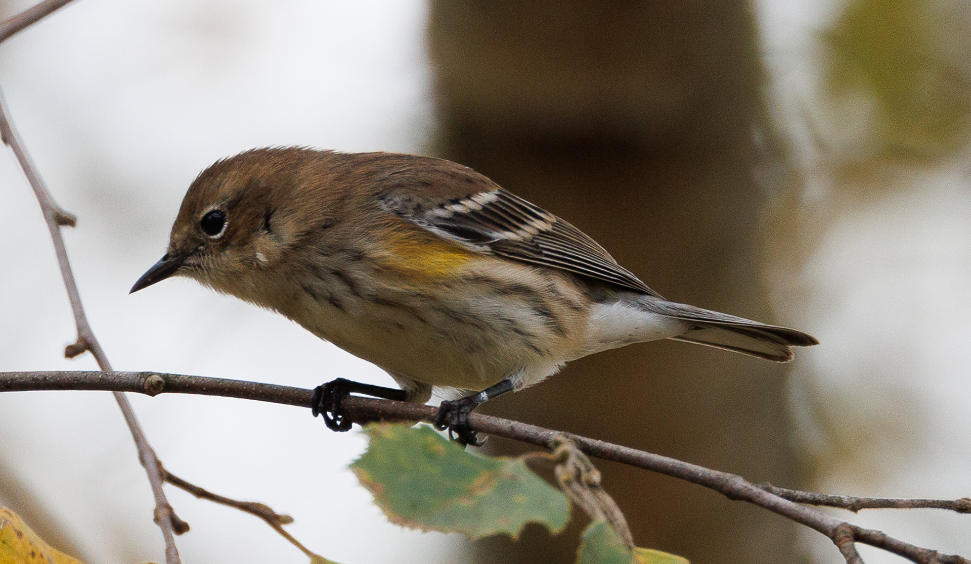 Yellow-rumped Warbler