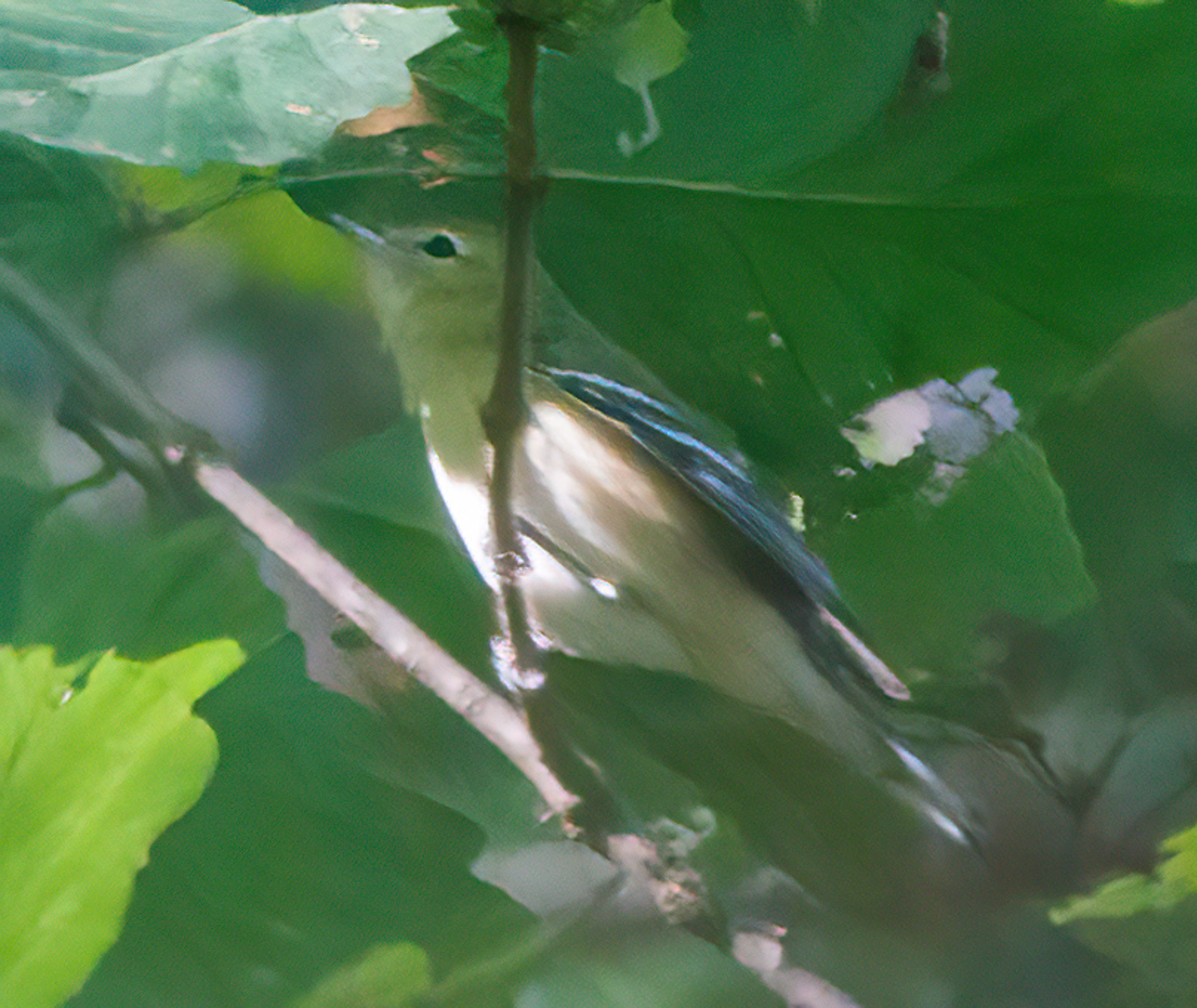 Bay-breasted Warbler