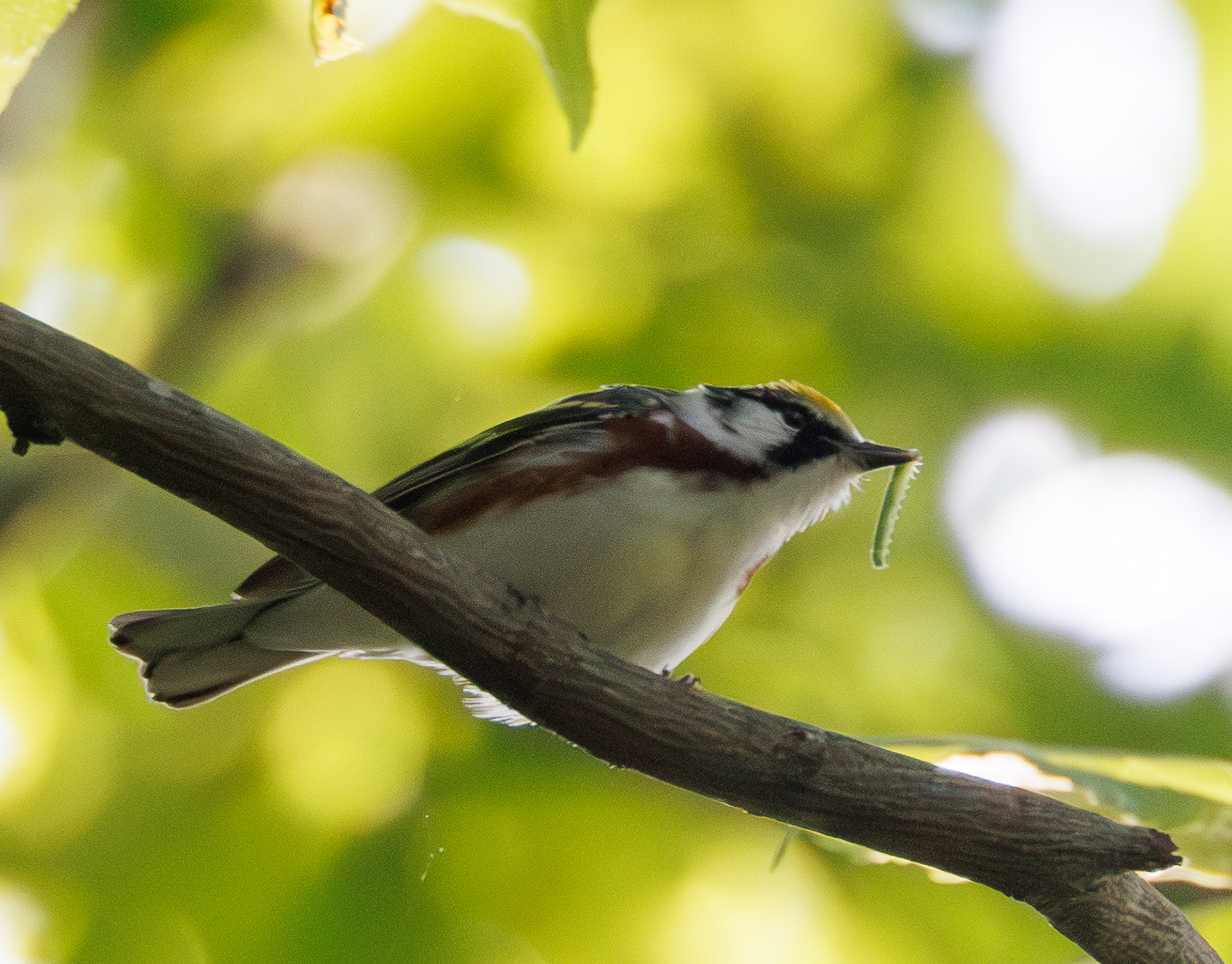Chestnut-sided Warbler
