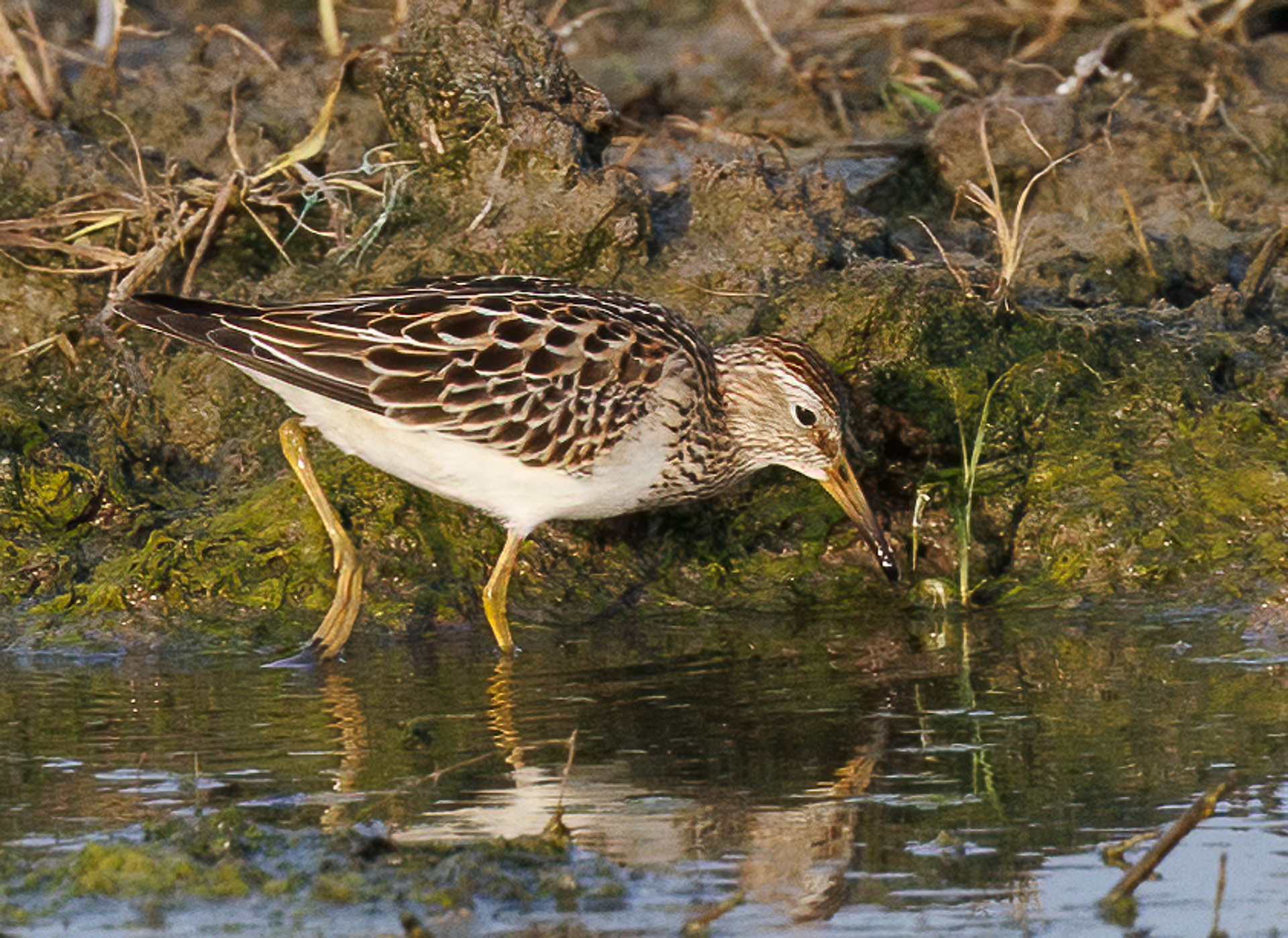 Pectoral Sandpiper