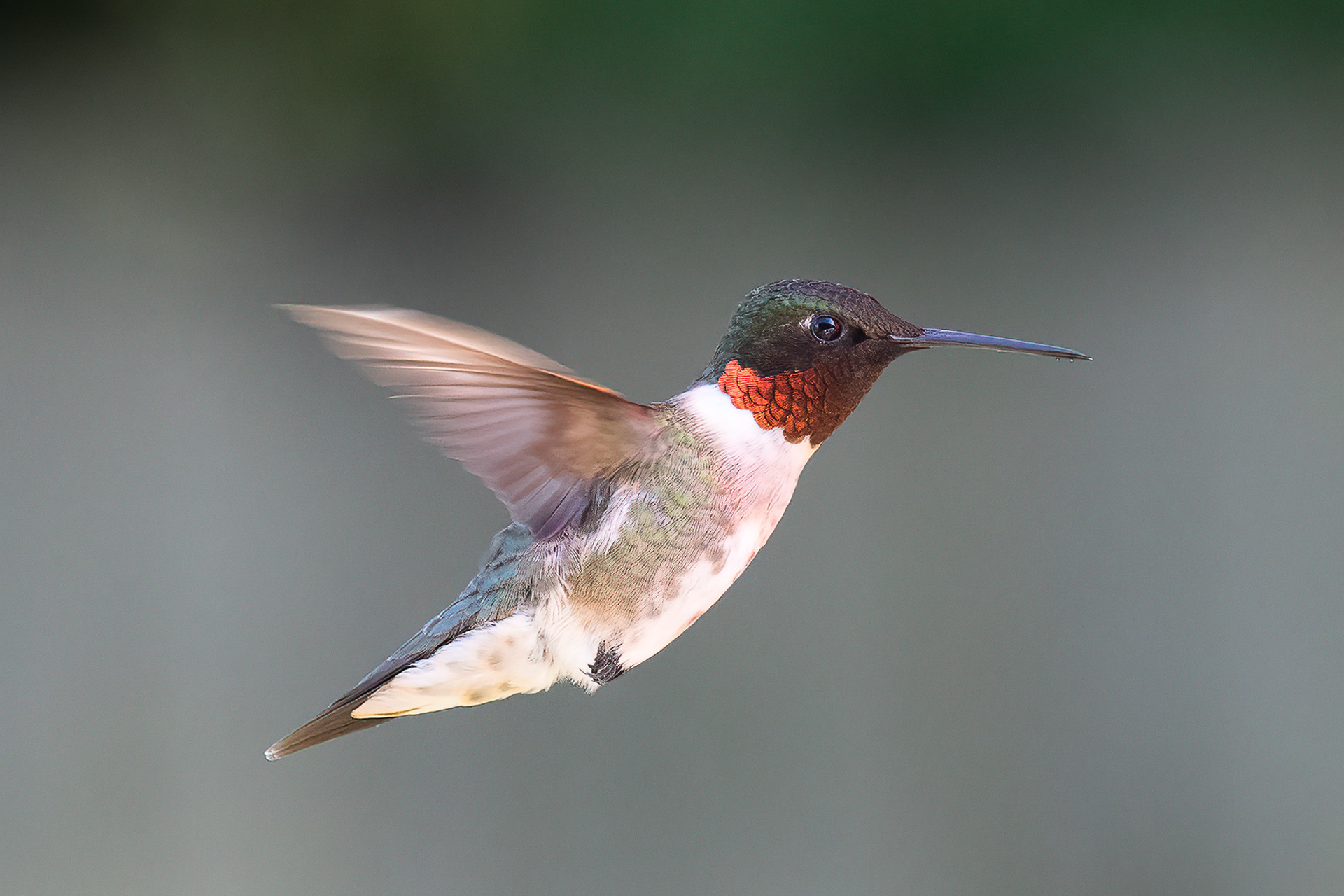 Ruby-throated Hummingbird