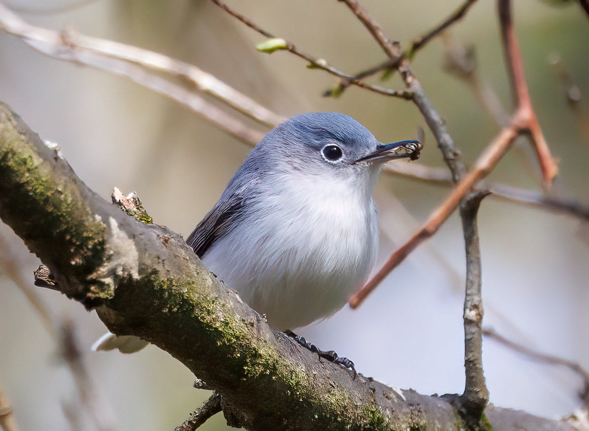 Blue-gray Gnatcatcher
