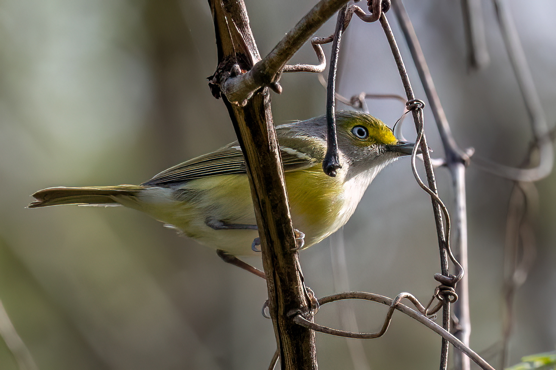 White-eyed Vireo