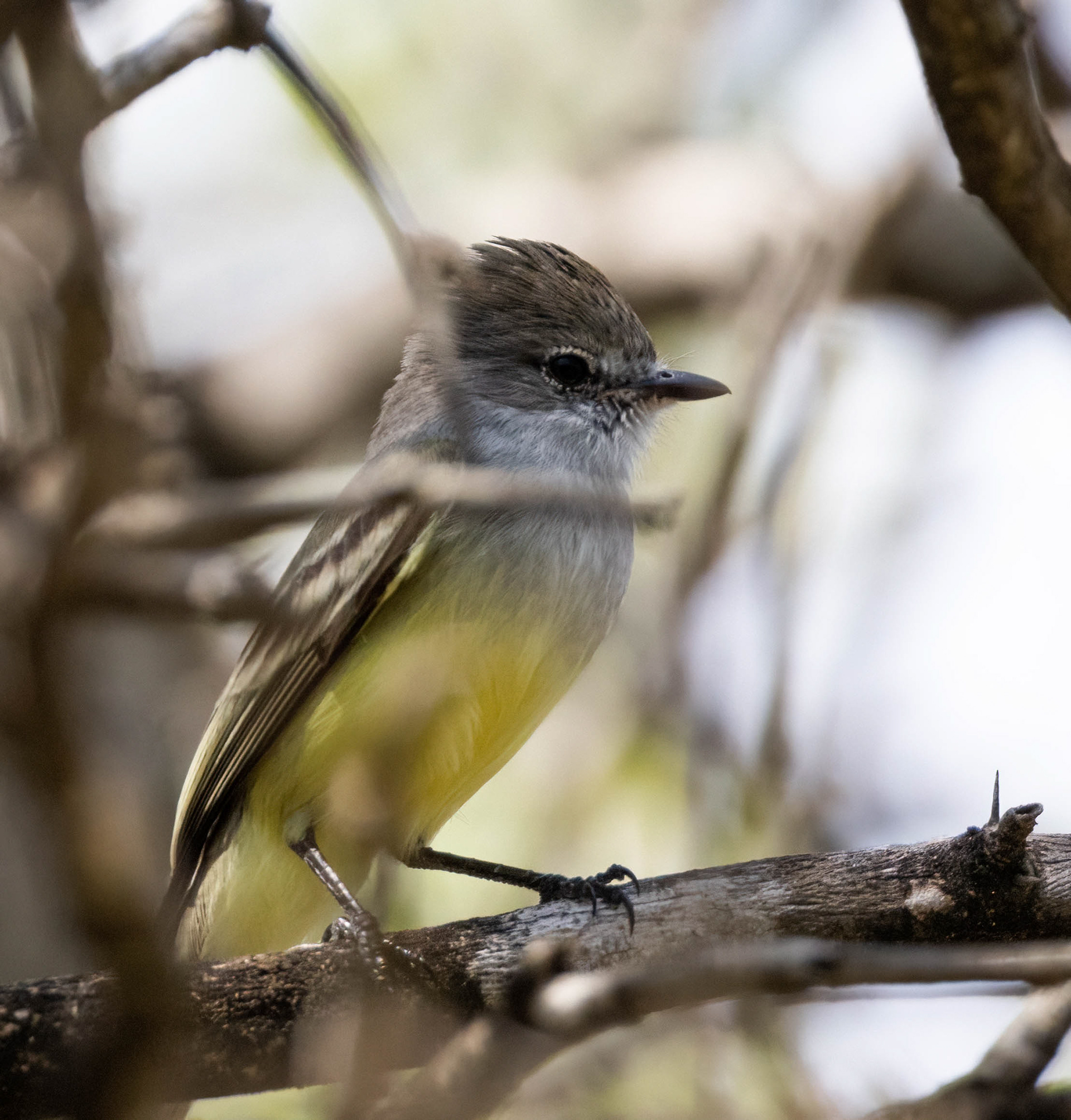 Northern Scrub Flycatcher
