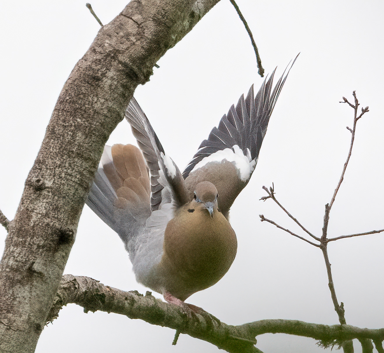 White-winged Dove