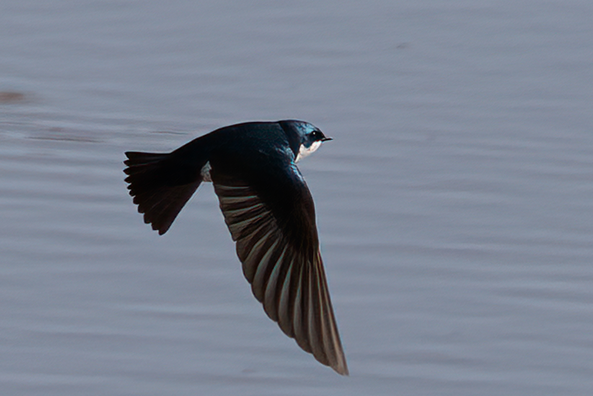 Tree Swallow