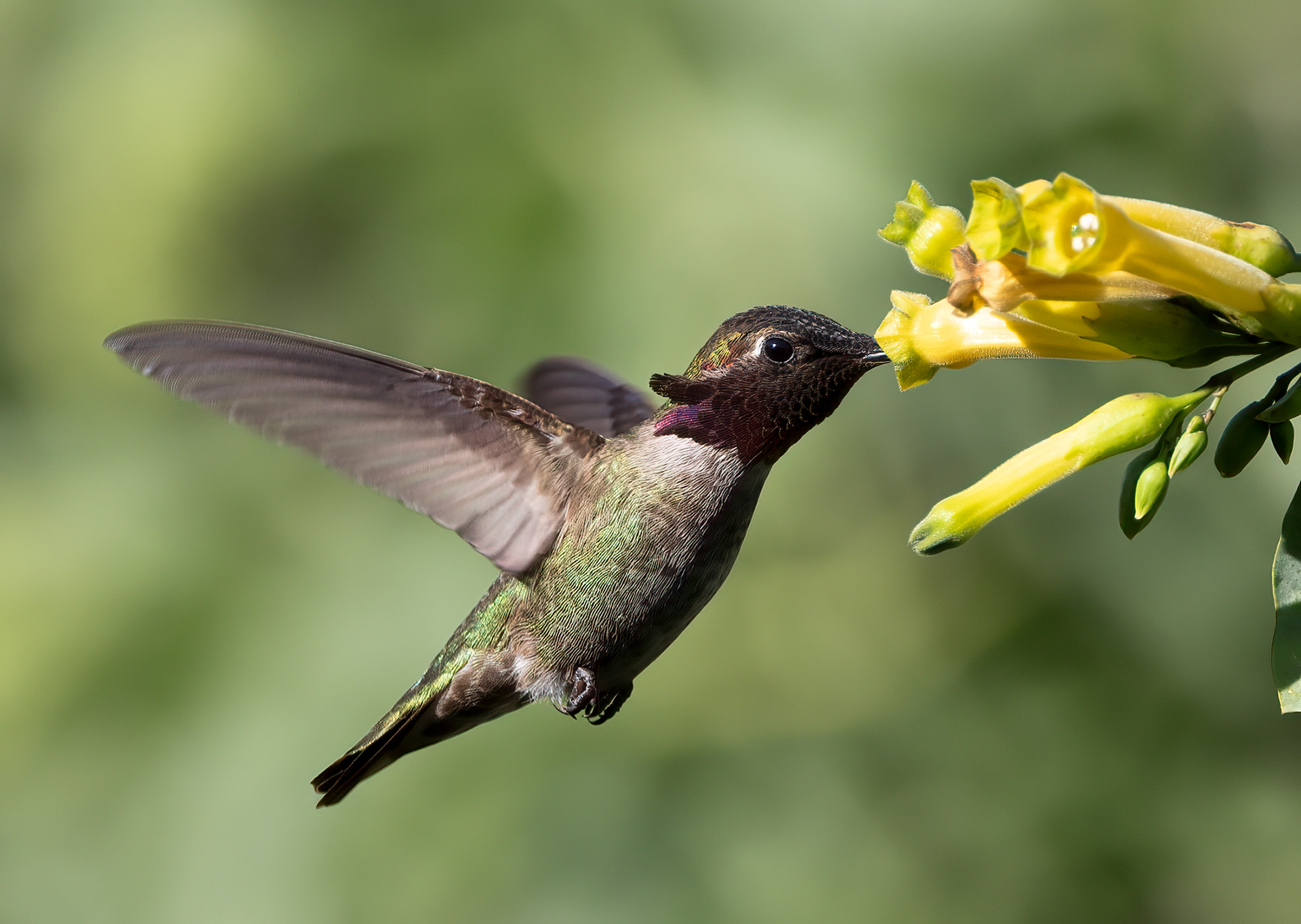 Anna's Hummingbird