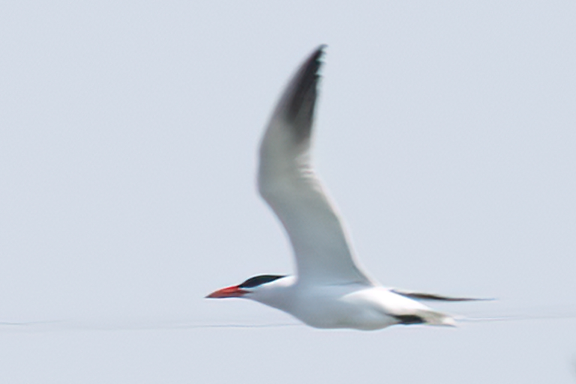 Caspian Tern