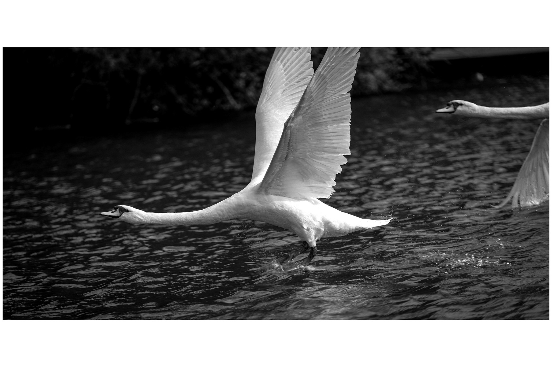 Swan may or may not be back on the menu according to some constitutional changes.