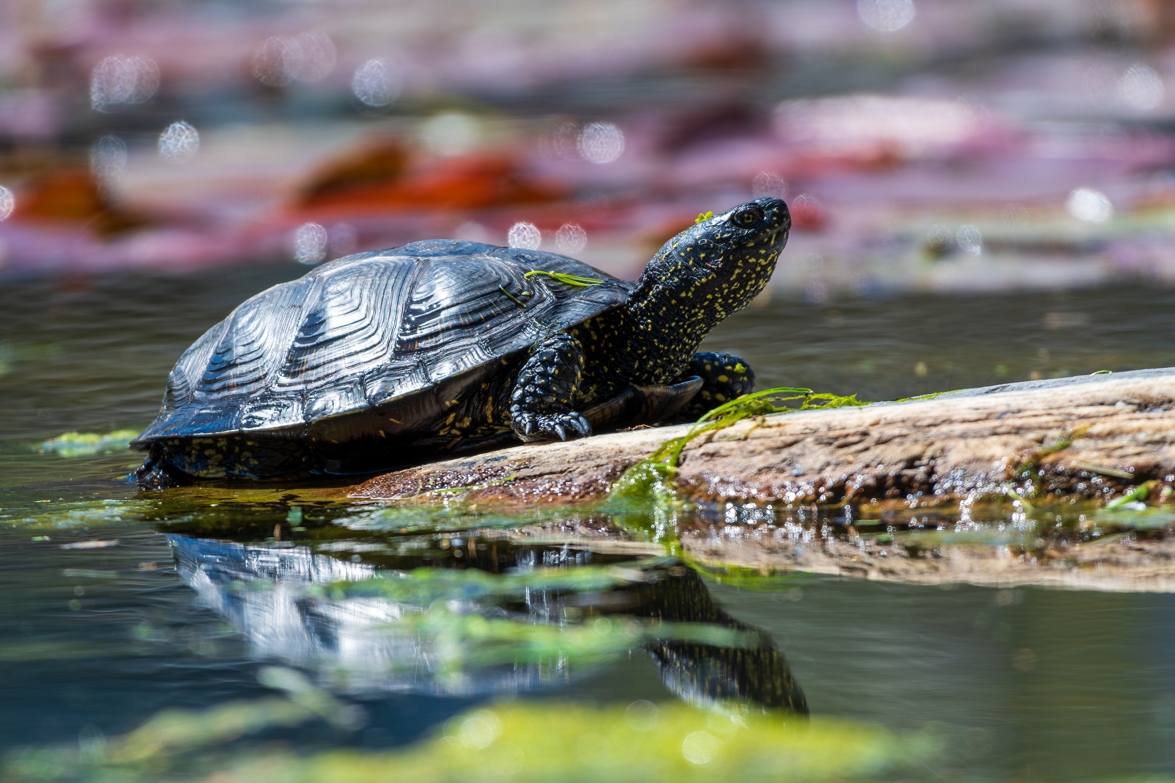 Europäische Sumpfschildkröte