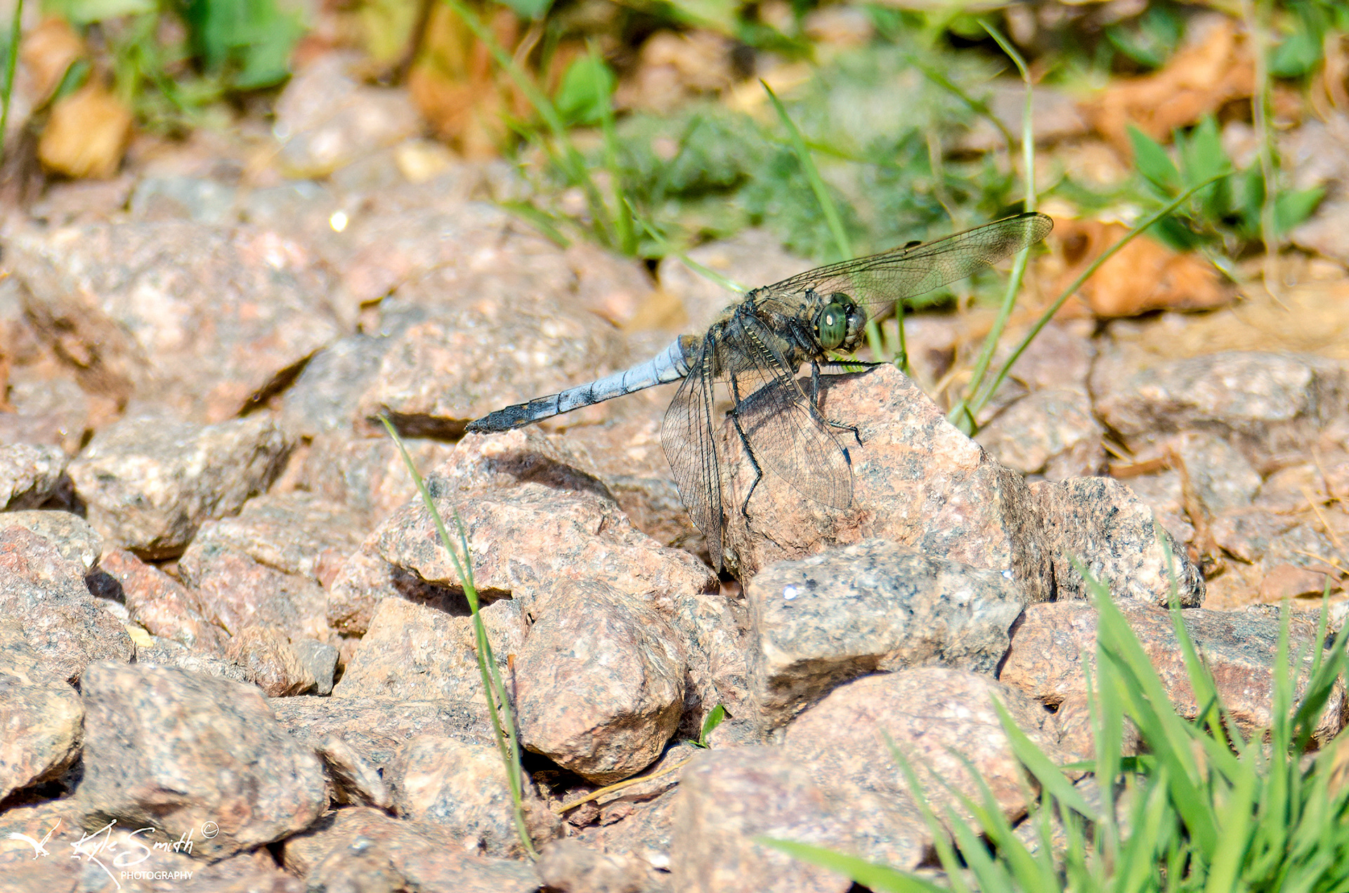 Black-tailed skimmer
