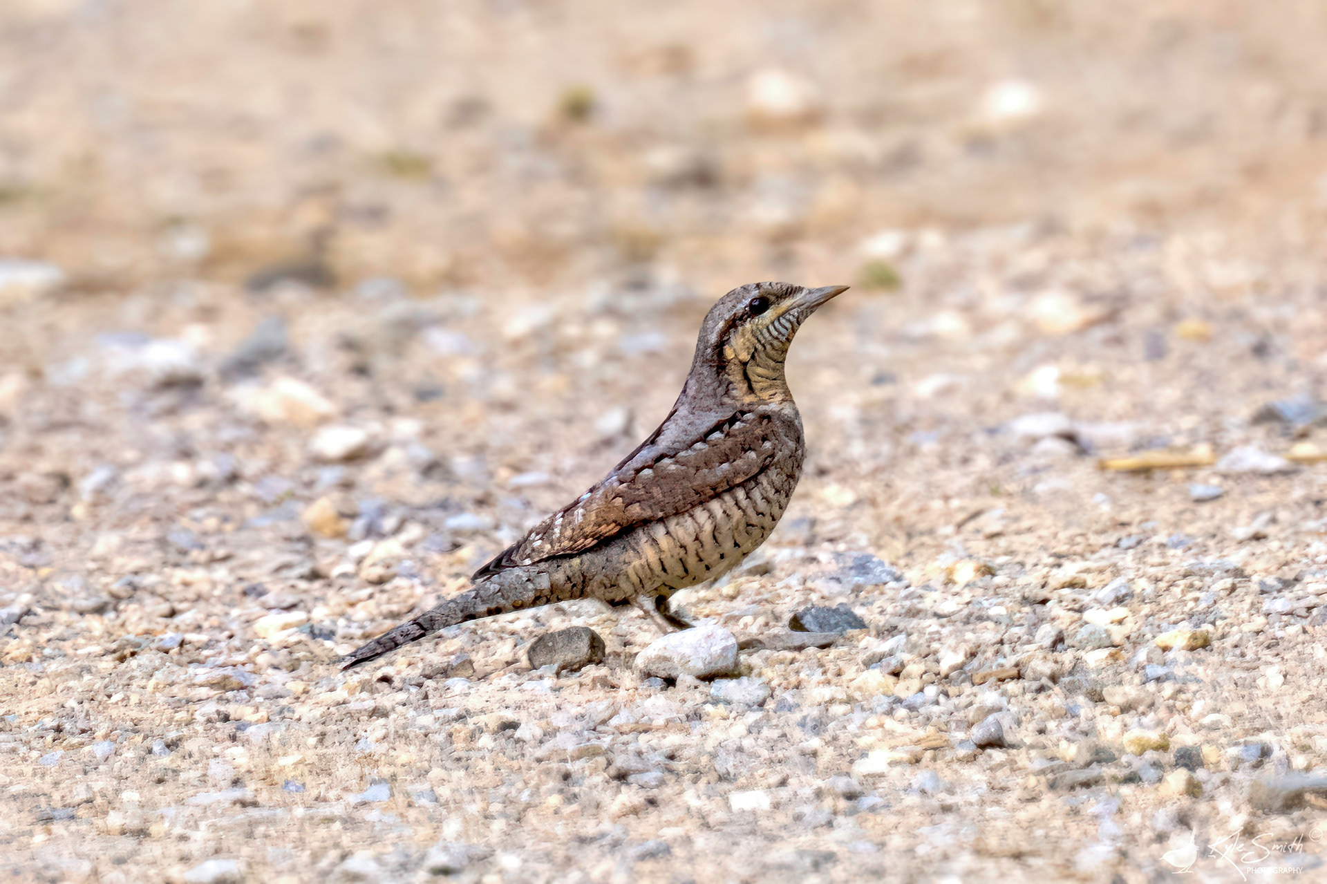 Wryneck