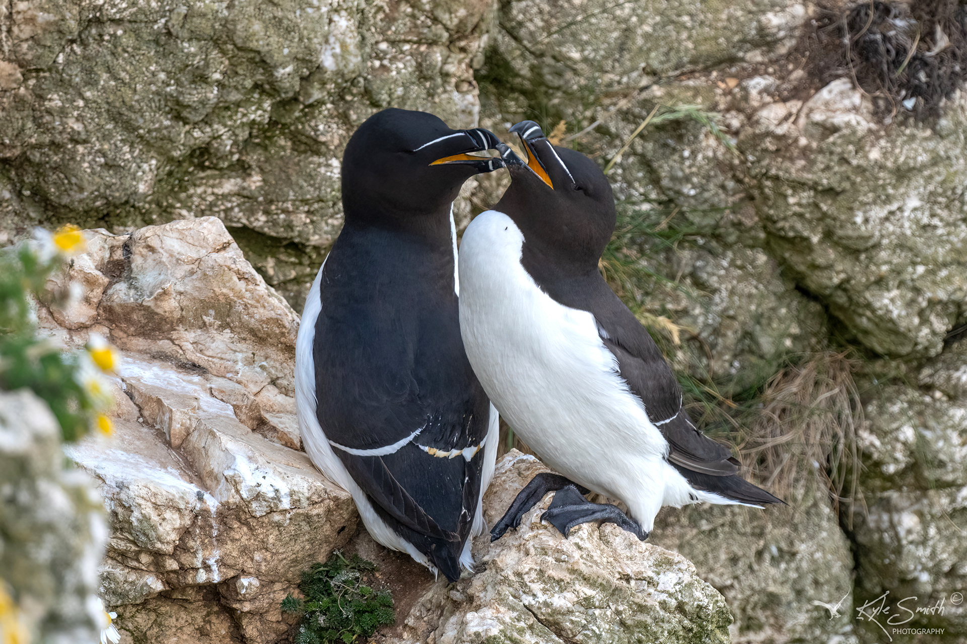 Razorbill