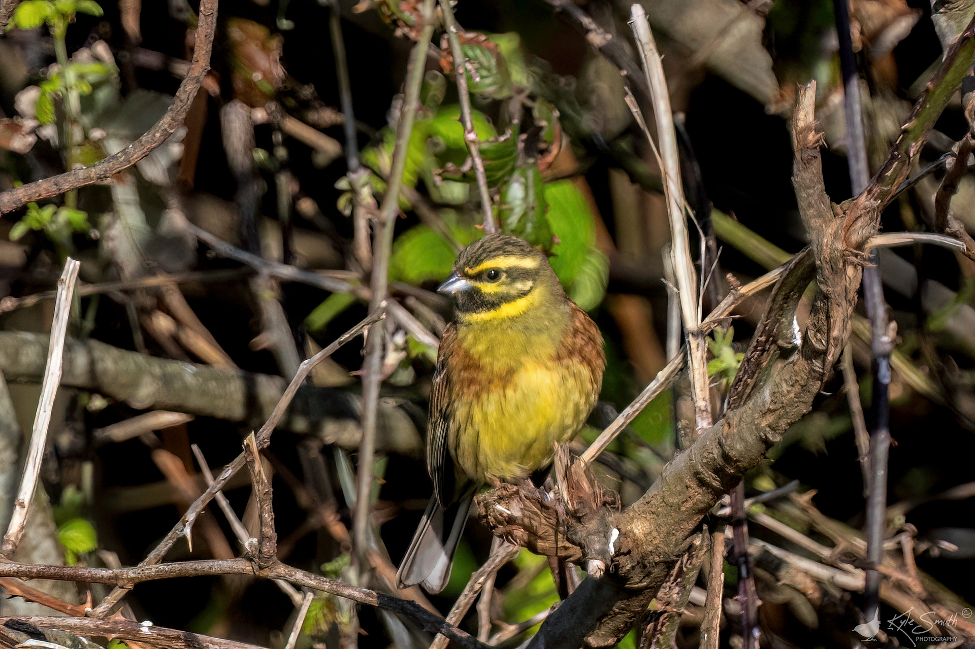Cirl bunting